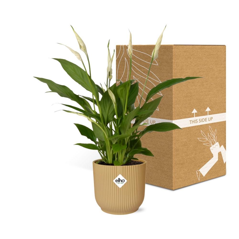 Friedenslilie - Spathiphyllum 12 Cm Torelli  in ELHO Vibes Fold 14cm geel Topf gelb