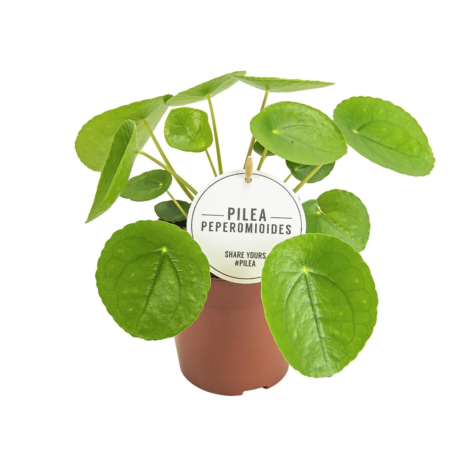 Pilea Peperomioides - Ø13cm - ↕20cm