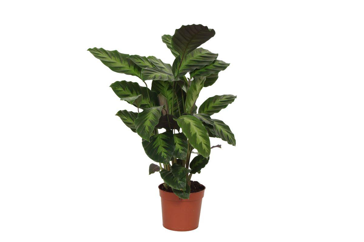 Calathea Misto - Korbmarante - 40 cm - Ø12cm