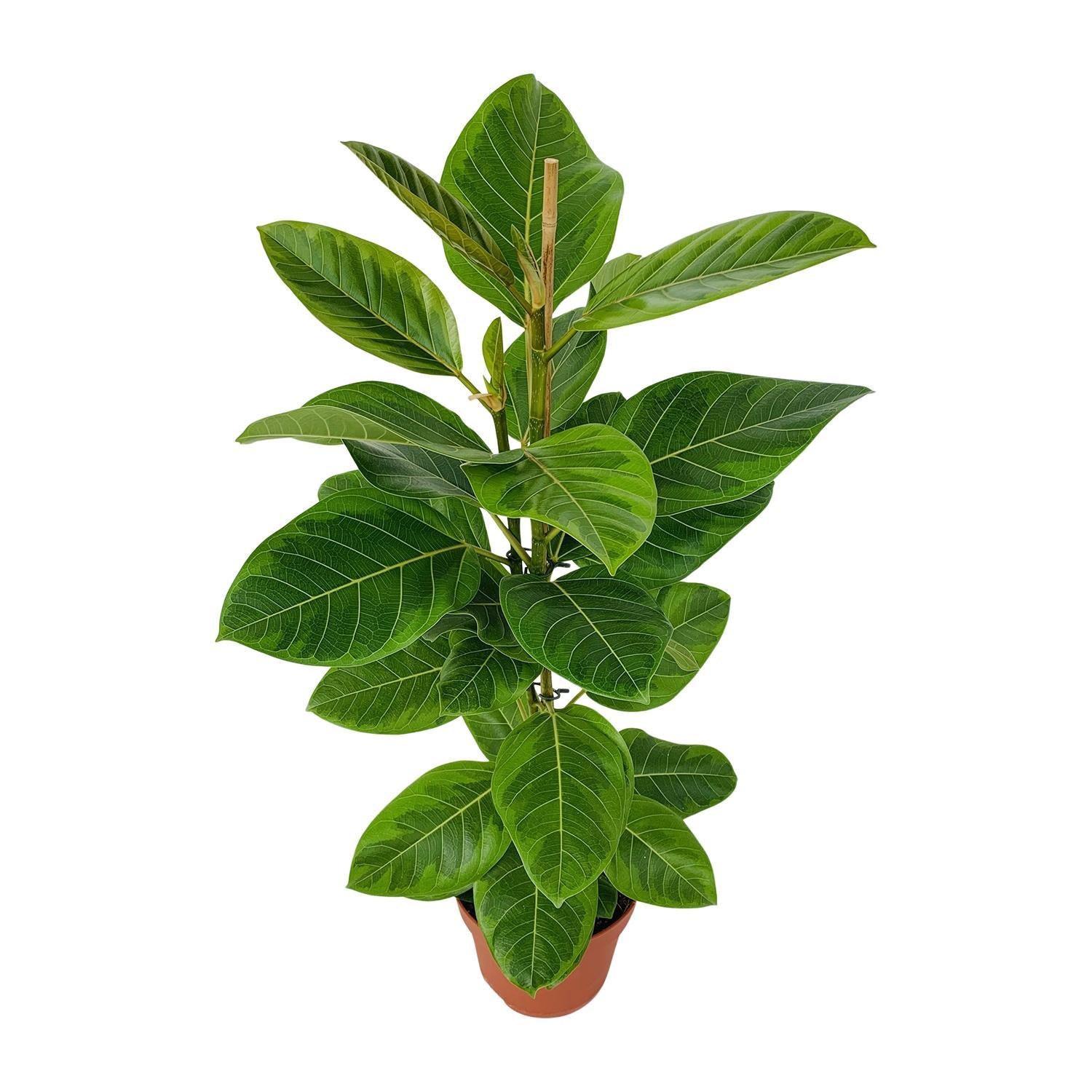 Gummibaum Ficus Altissima - Ø21cm - ↕95cm