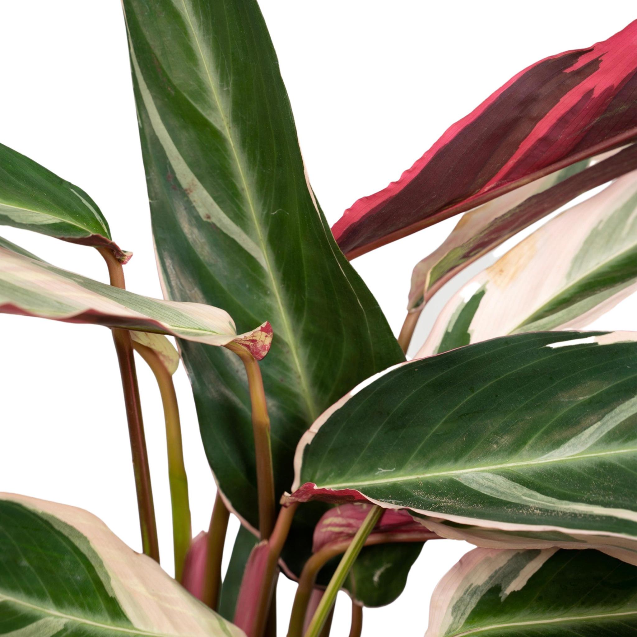 Pfauenpflanze - Calathea Triostar - 70cm - Ø19