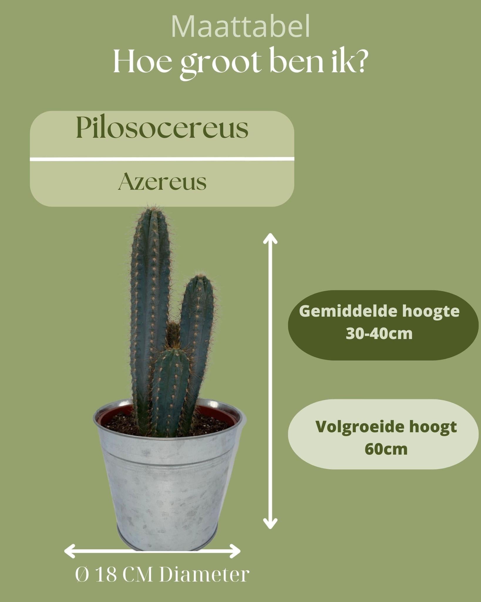 Blauer Säulenkaktus oder Blaue Kerze - Pilosocereus Azerues - 17cmØ- 30-40cmHöhe Zink Topf