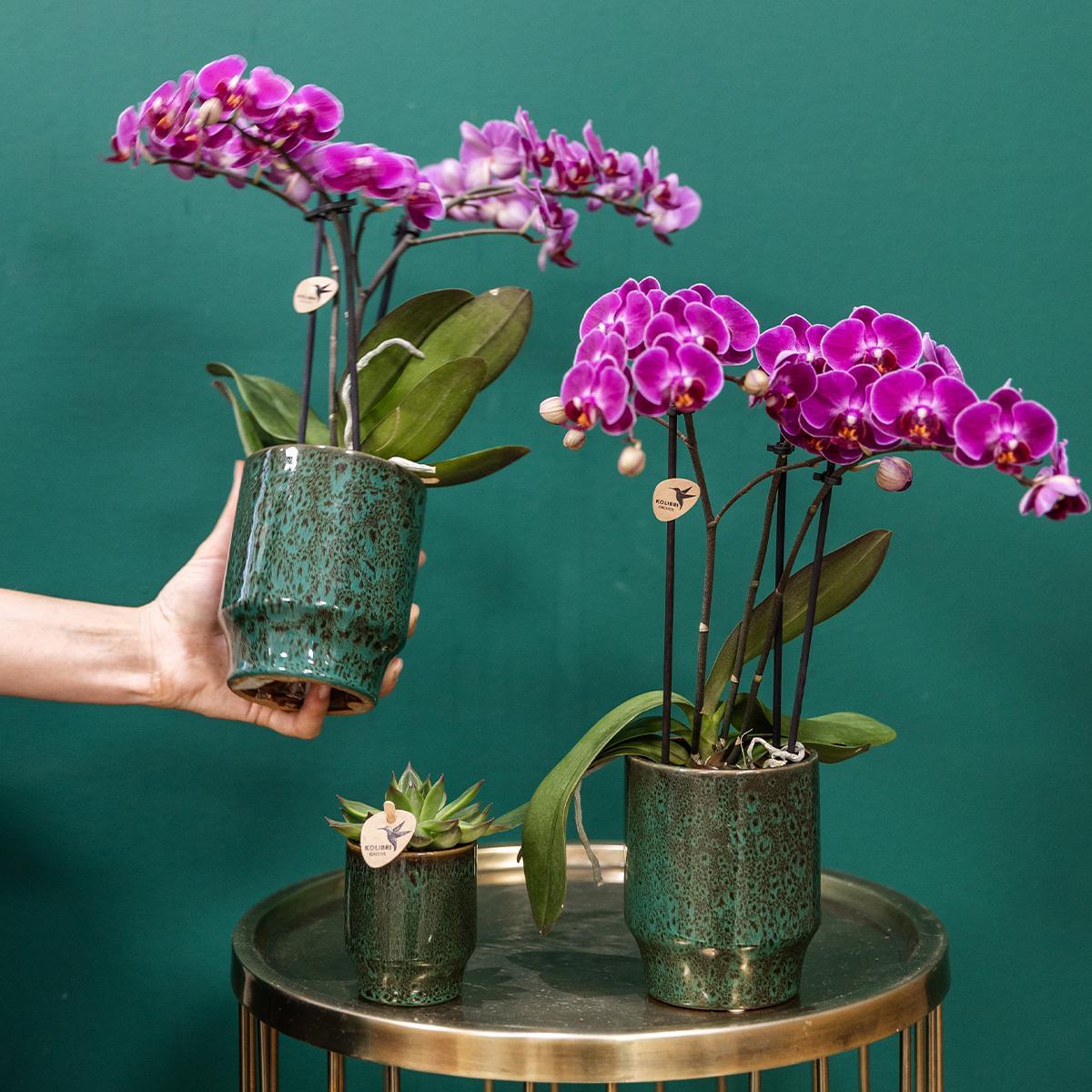 Orchidee Lila Phalaenopsis Orchidee - Morelia Classy grün- Topfgröße Ø9cm | blühende Zimmerpflanze - frisch vom Züchter