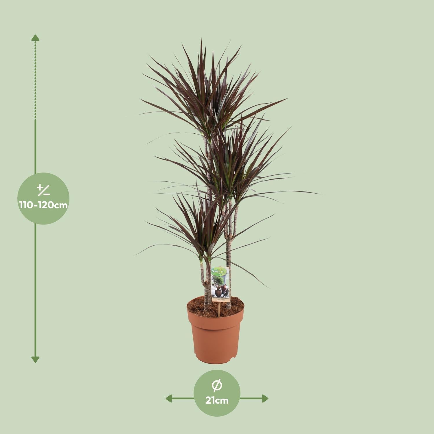 Drachenbaum Magenta - Dracaena Magenta - Ø21cm - ↕120cm