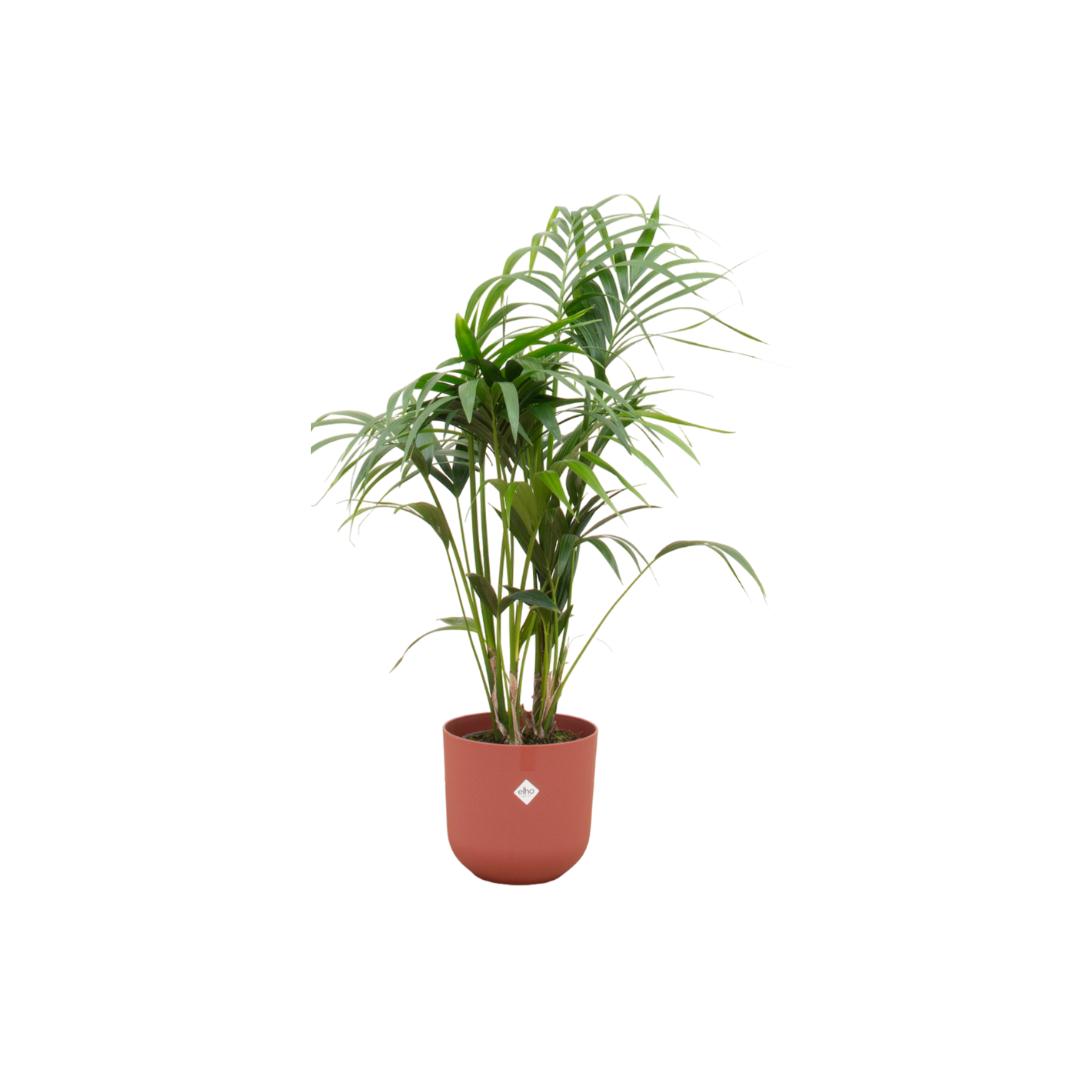 Kentia Palme - Howea Forsteriana - inklusive elho Jazz Round Topf erdbraun Ø26 - 130 cm