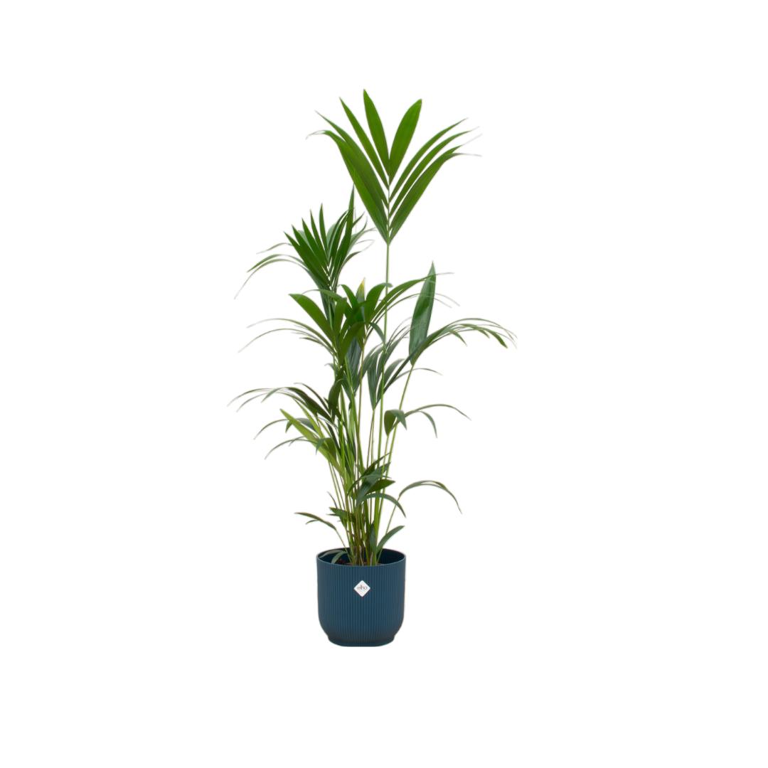 Kentia Palme - Howea Forsteriana - inklusive elho Vibes Fold Round Topf blau - 160cm - Ø30