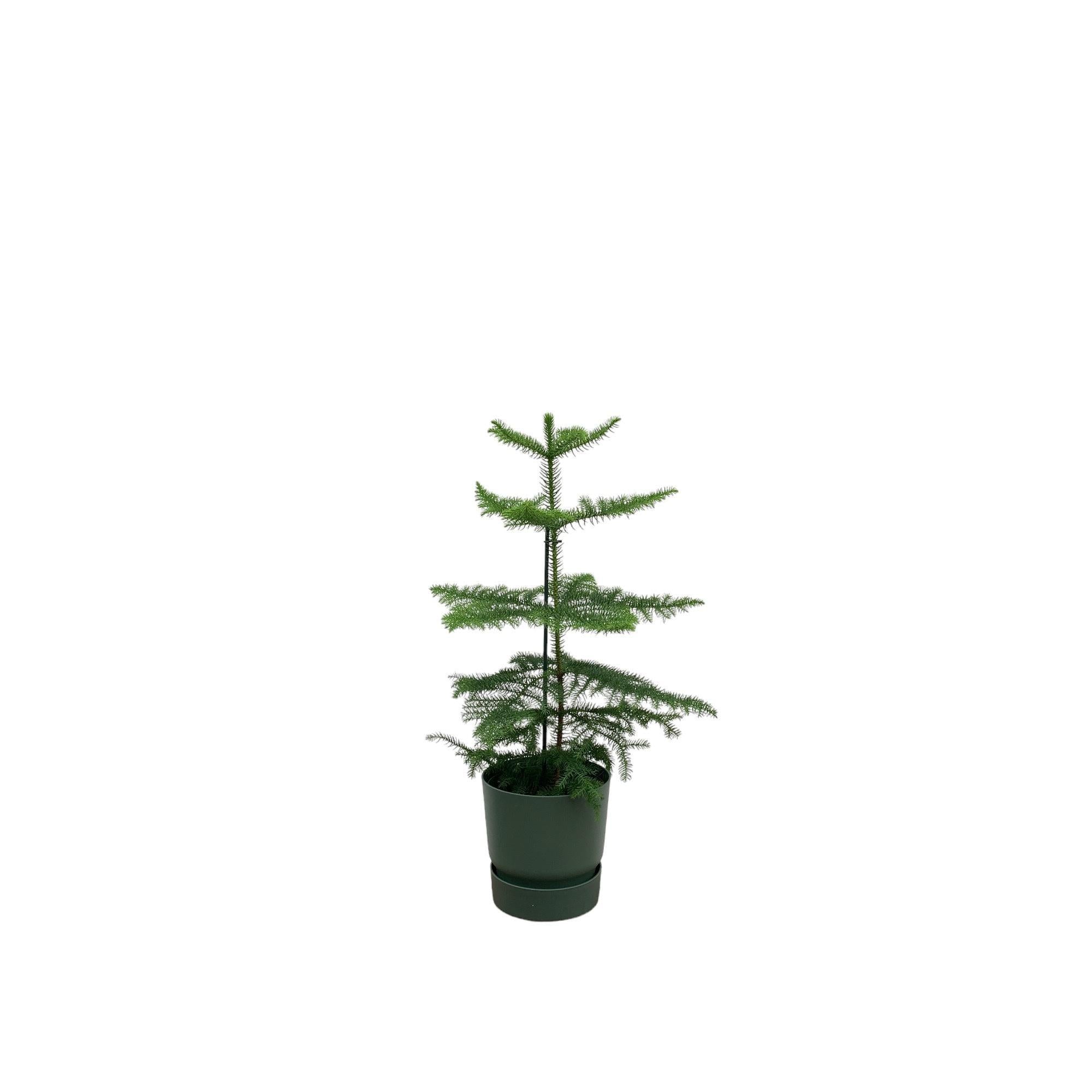 Araucaria (kamerden) inclusief elho Greenville Round Topf grün Ø18 - 60 cm