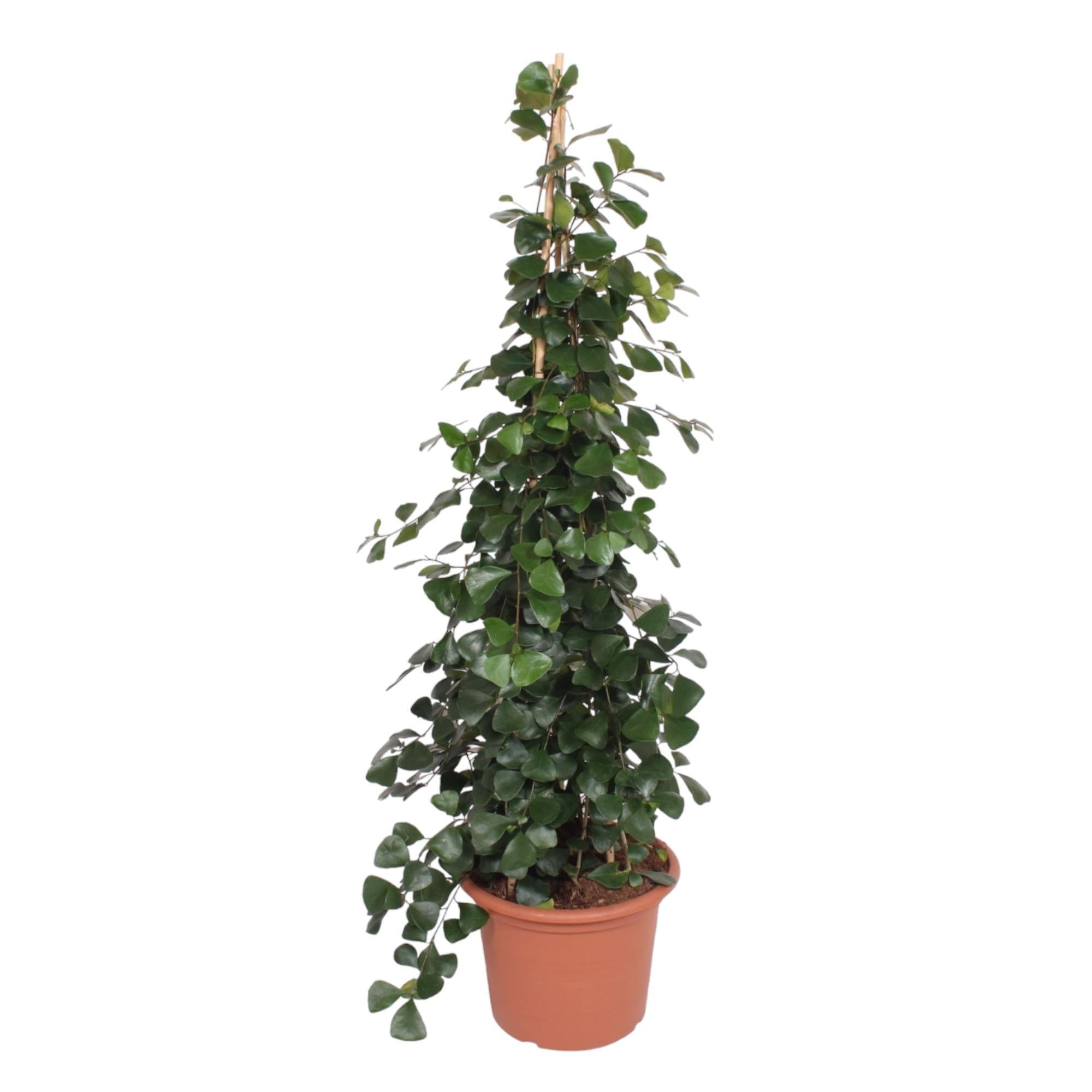 Ficus Trinova piramide - 240 cm - ø50