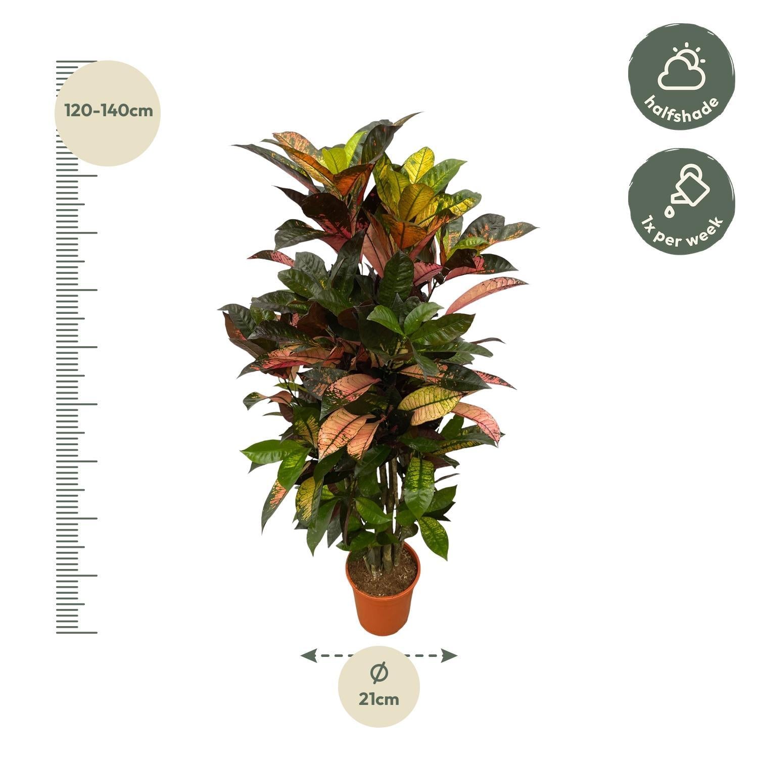 Wunderstrauch Iceton - Codiaeum Variegatum Iceton - Kroton Iceton - 130 cm - Ø21cm