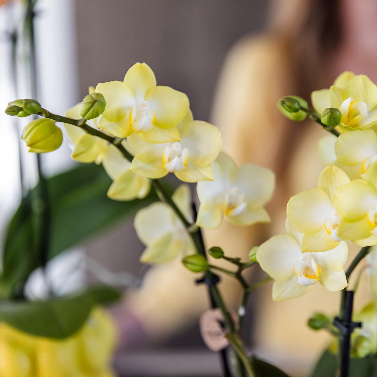 Orchidee gelbe Phalaenopsis-Orchidee - Mexiko - Topfgröße Ø9cm | blühende Zimmerpflanze - frisch vom Züchter