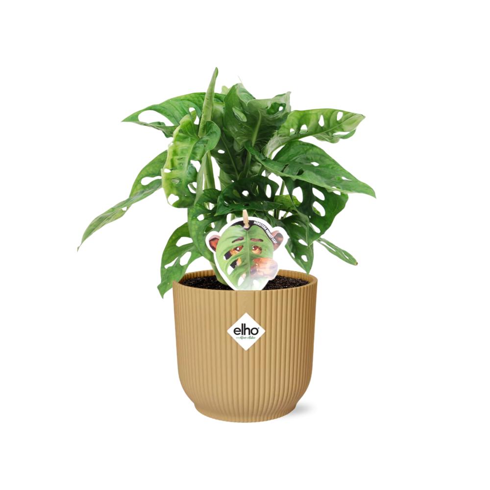 Schiefes Fensterblatt - Monstera ‘Monkey Leaf’ in ELHO Vibes Fold 14cm geel Topf gelb