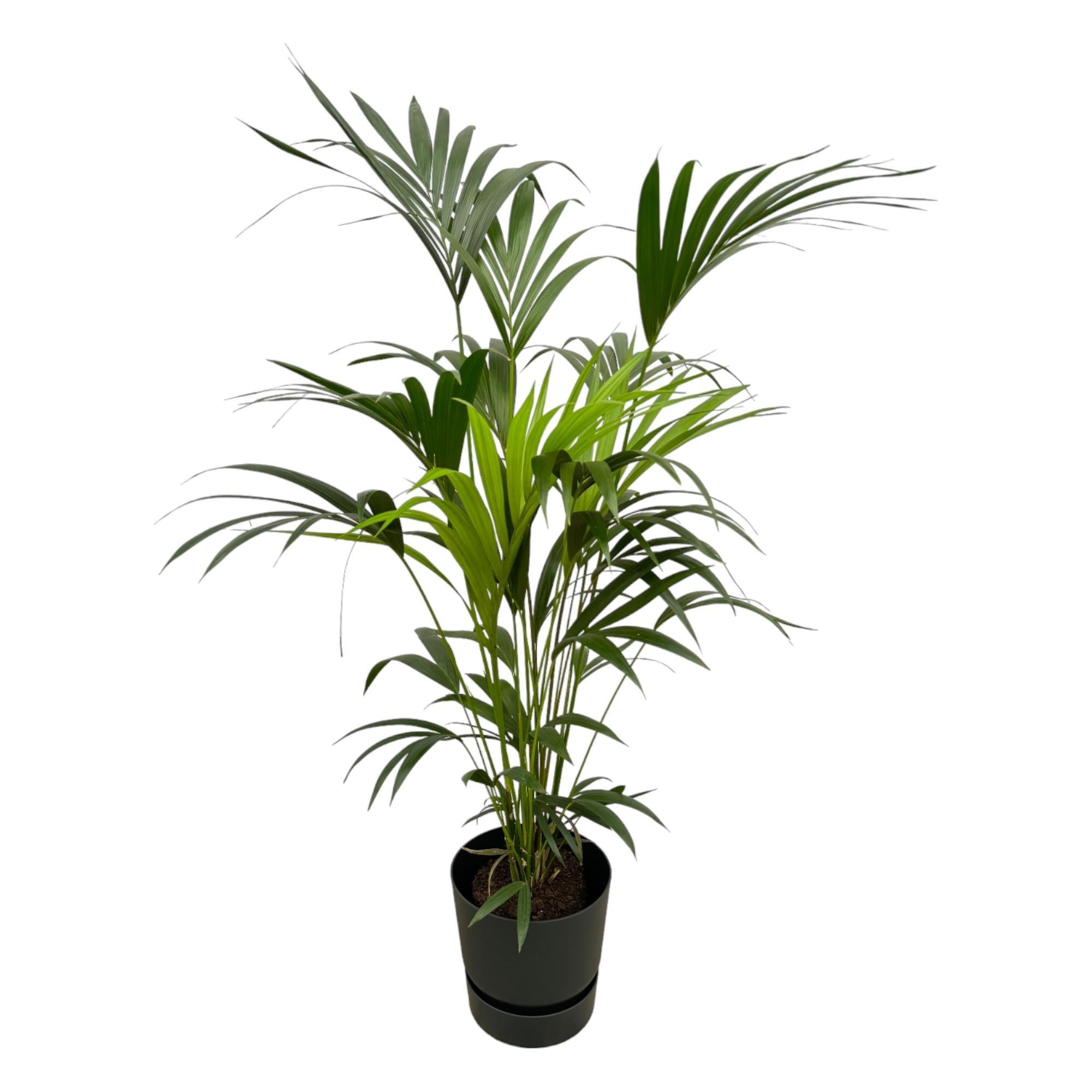 Kentia Palme - Howea Forsteriana - inklusive elho Greenville Round Topf schwarz - 160cm - Ø30