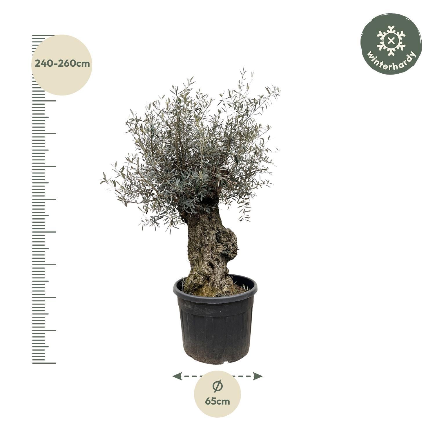 Olea Europaea Bonsai - 250cm - Ø65