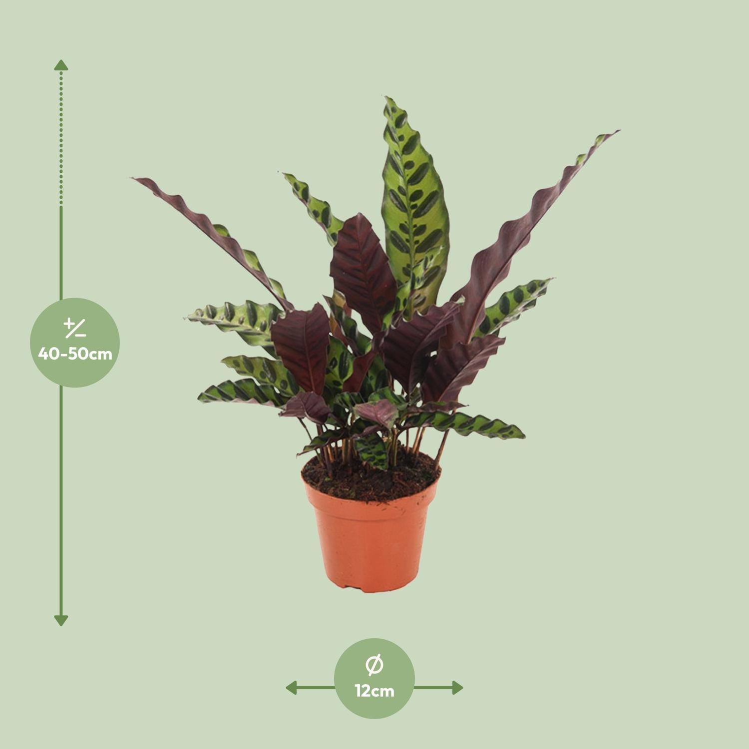 Klapperschlangenpflanze -  Calathea Insignis - Ø12cm - ↕50cm