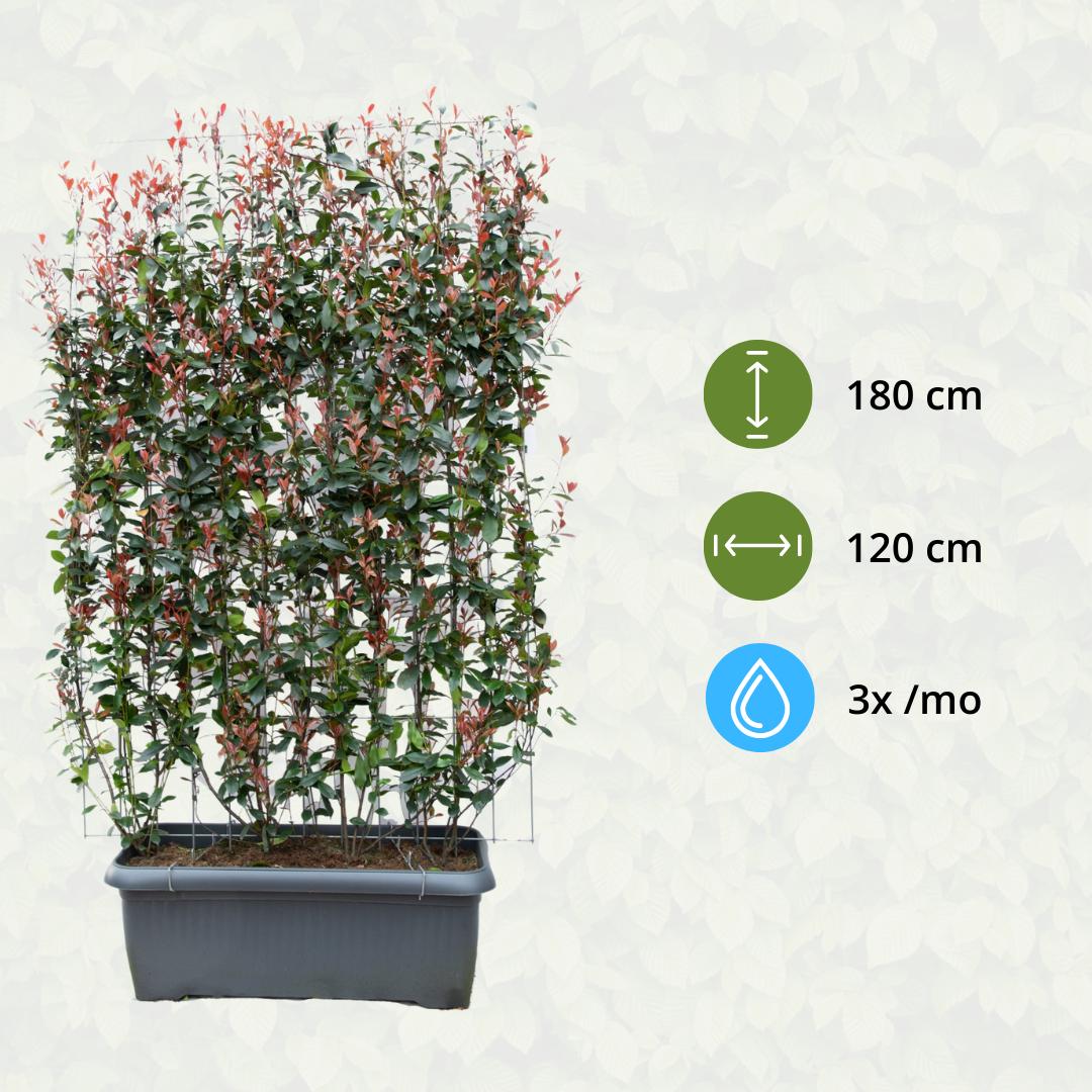 Photinia Fraseri 'Carré Rouge' - Glanzmispel - Fertighecke - 120 x 40 x 180 cm