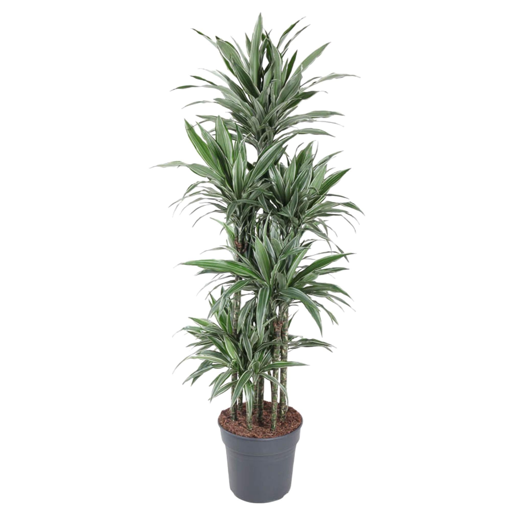 Drachenbaum Warneckei - Dracaena Warneckei Carrousel - 180 cm - ø34