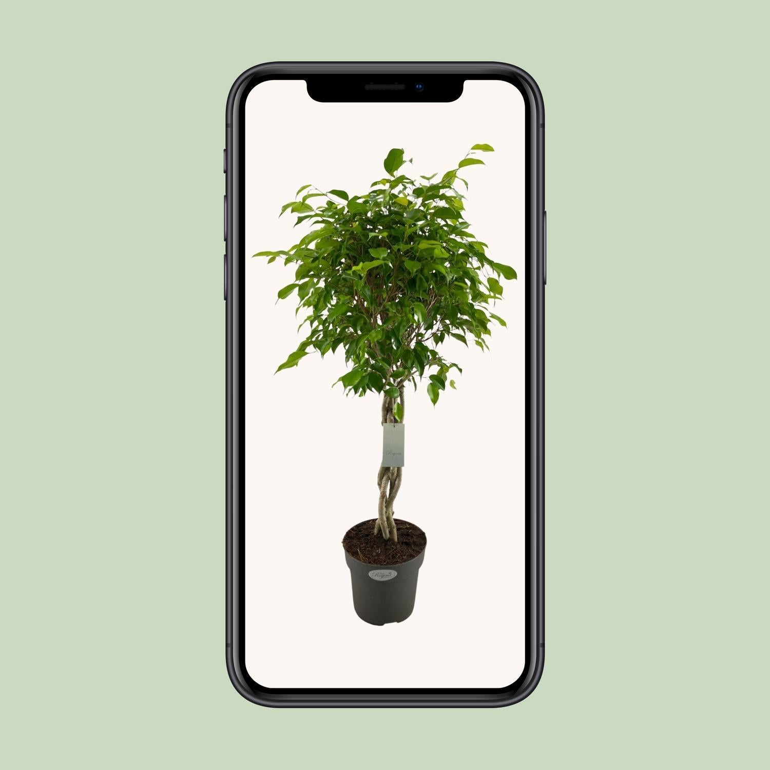 Birkenfeige - Ficus Benjamina Exotica - Ø24cm - ↕100cm