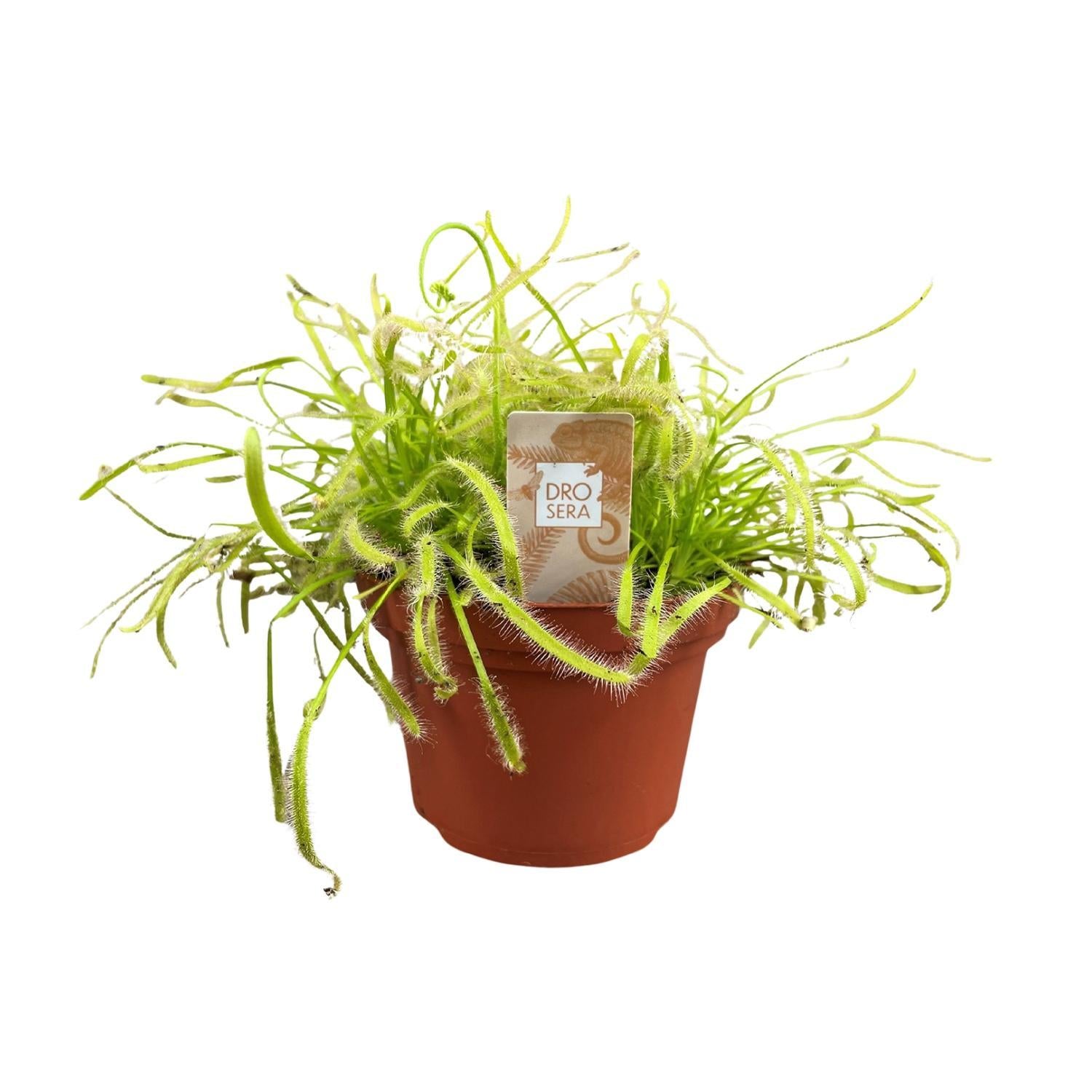 Kap Sonnentau - Drosera Capensis - Ø12cm - ↕17cm