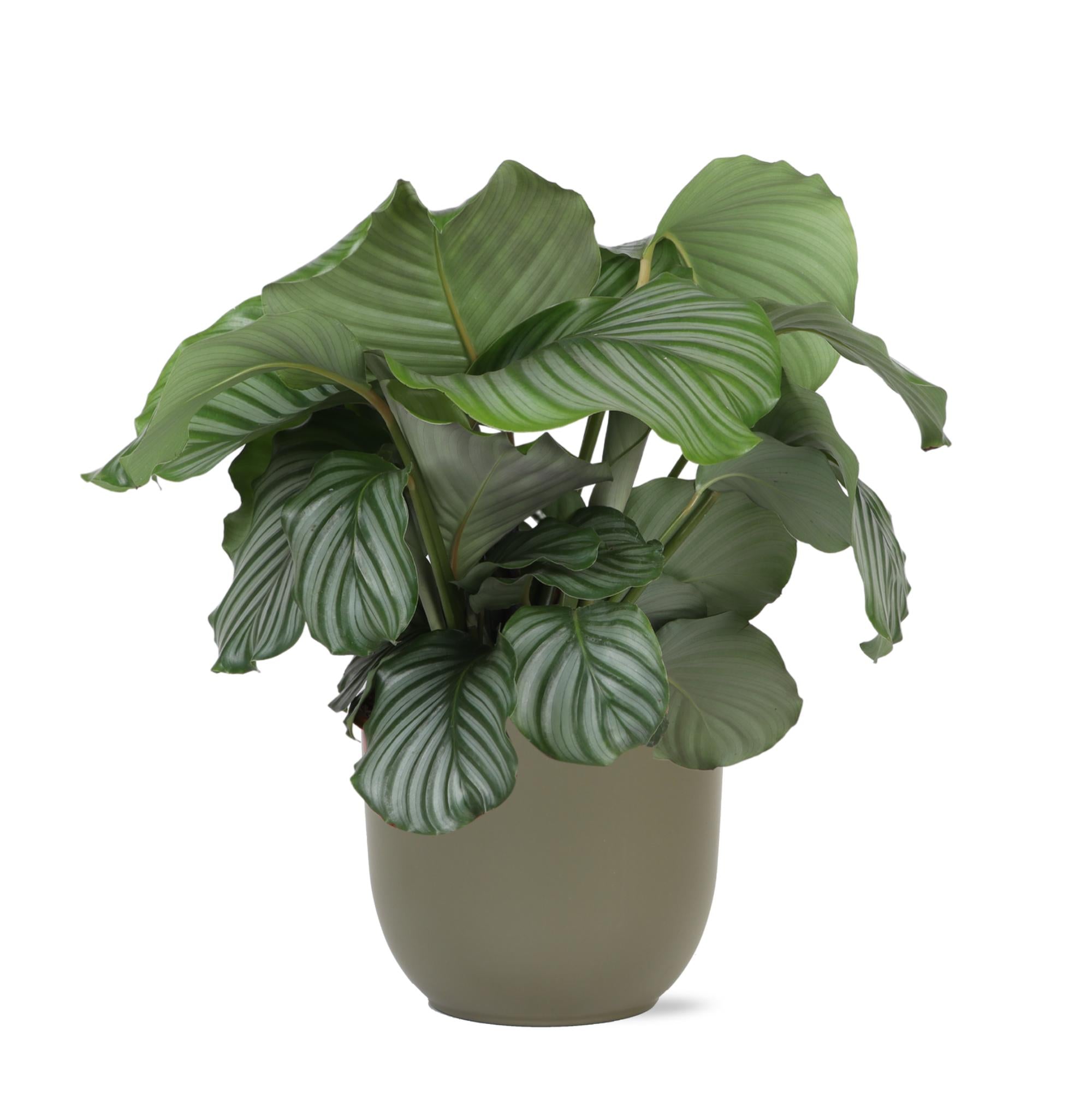 Gebetspflanze -  Calathea Orbifolia - Ø21cm - ↕70cm in Boule Topf olive