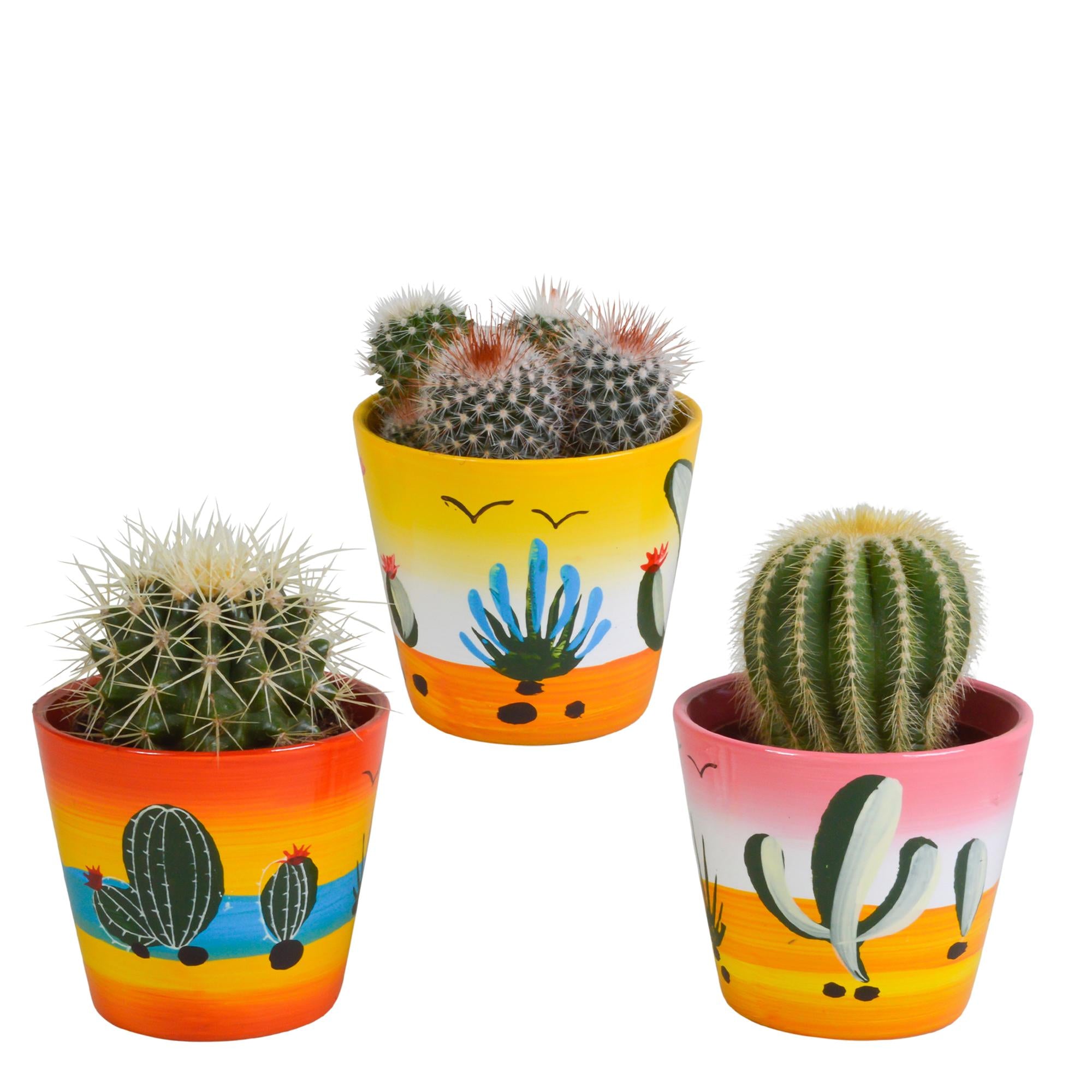 Kakteen Mix - Bolcactus-Mischung 8,5 cm - im farbigen Mexiko Topf   3 Stück