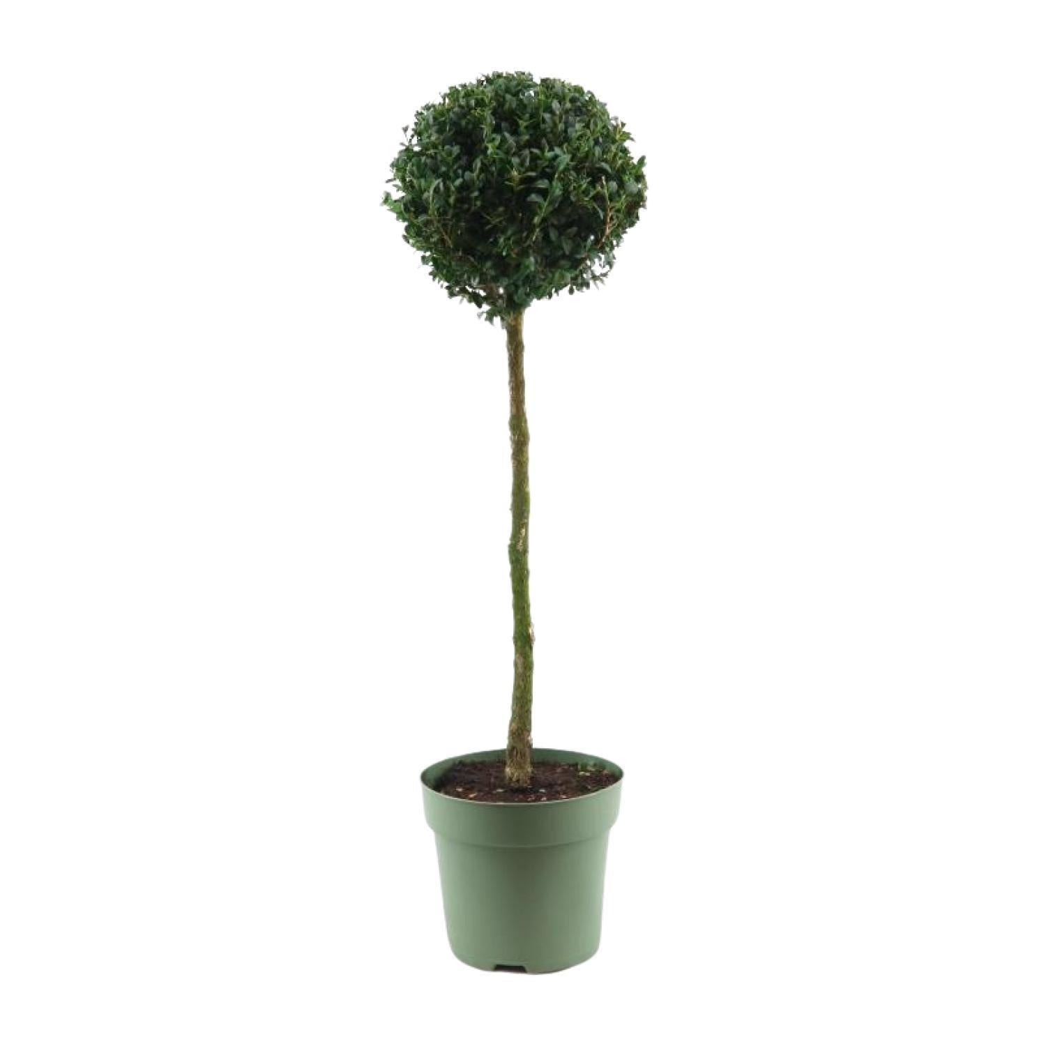 Buchsbaum Buxus Semp. Mono-Ball - Ø23cm - ↕85cm