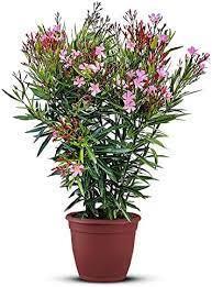 Nerium Oleander Strauch rosa Blüten