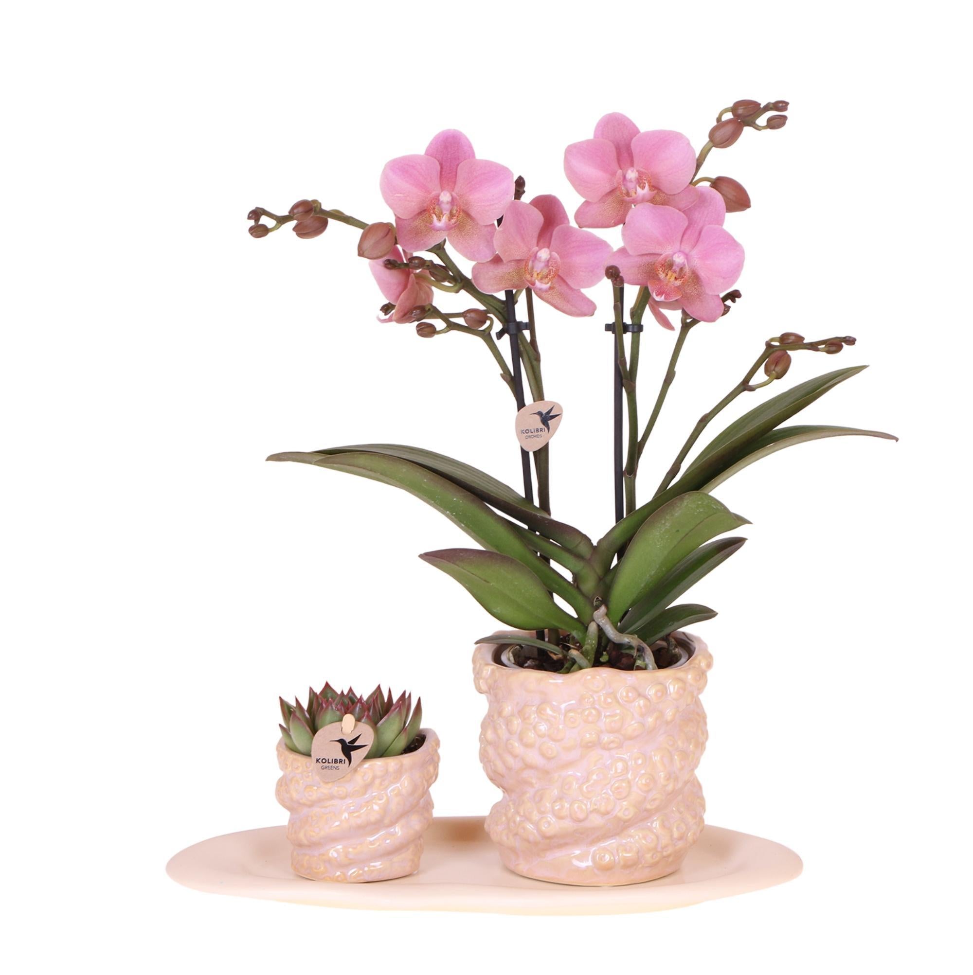 Orchidee Geschenkset Octopus Pink small | Grünpflanze mit altrosa Phalaenopsis Orchidee in Octopus pink Zierpflanzgefäßen auf weißem organischem Tablett