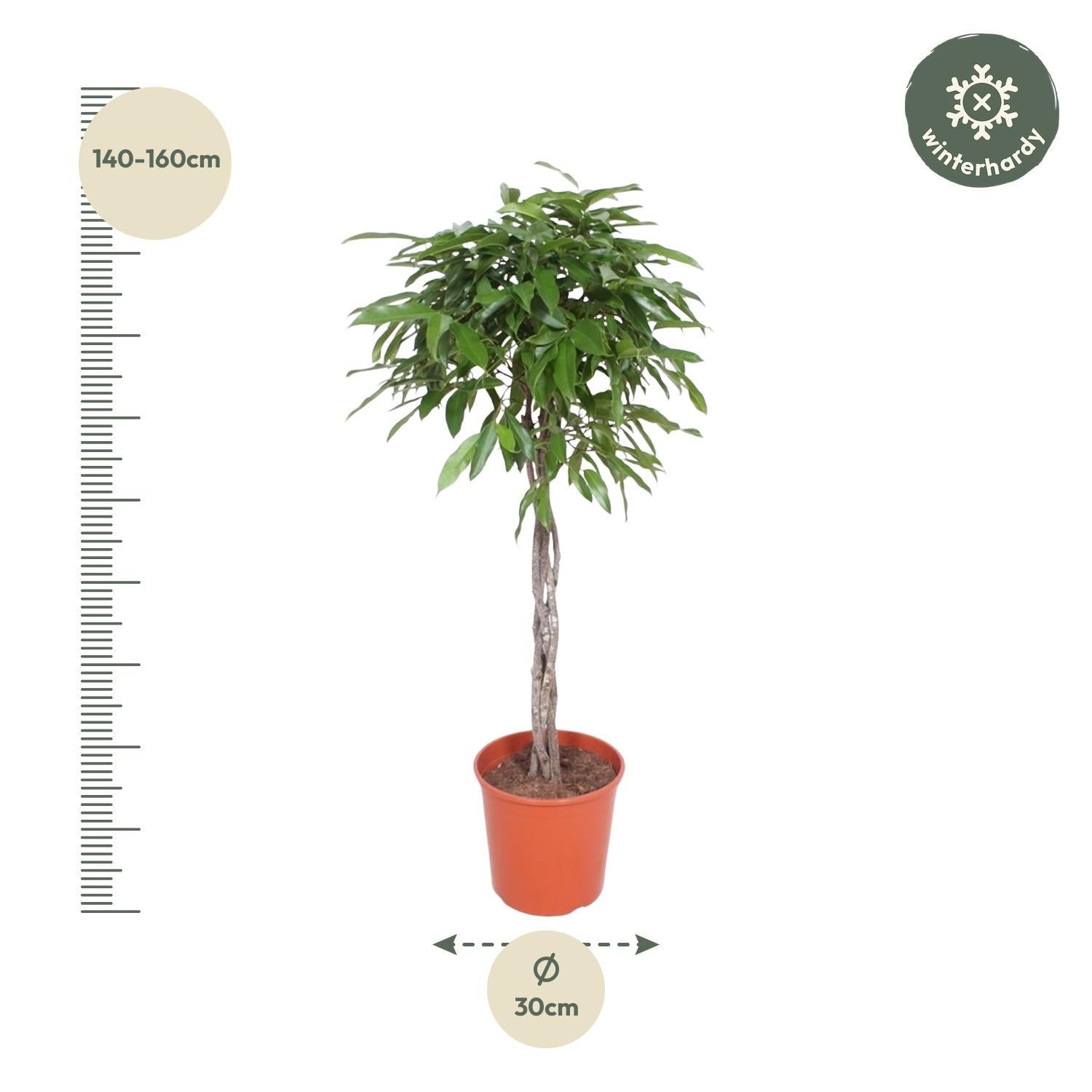 Gummibaum - Ficus Amstel King geflochtener Stamm - 150 cm - ø30