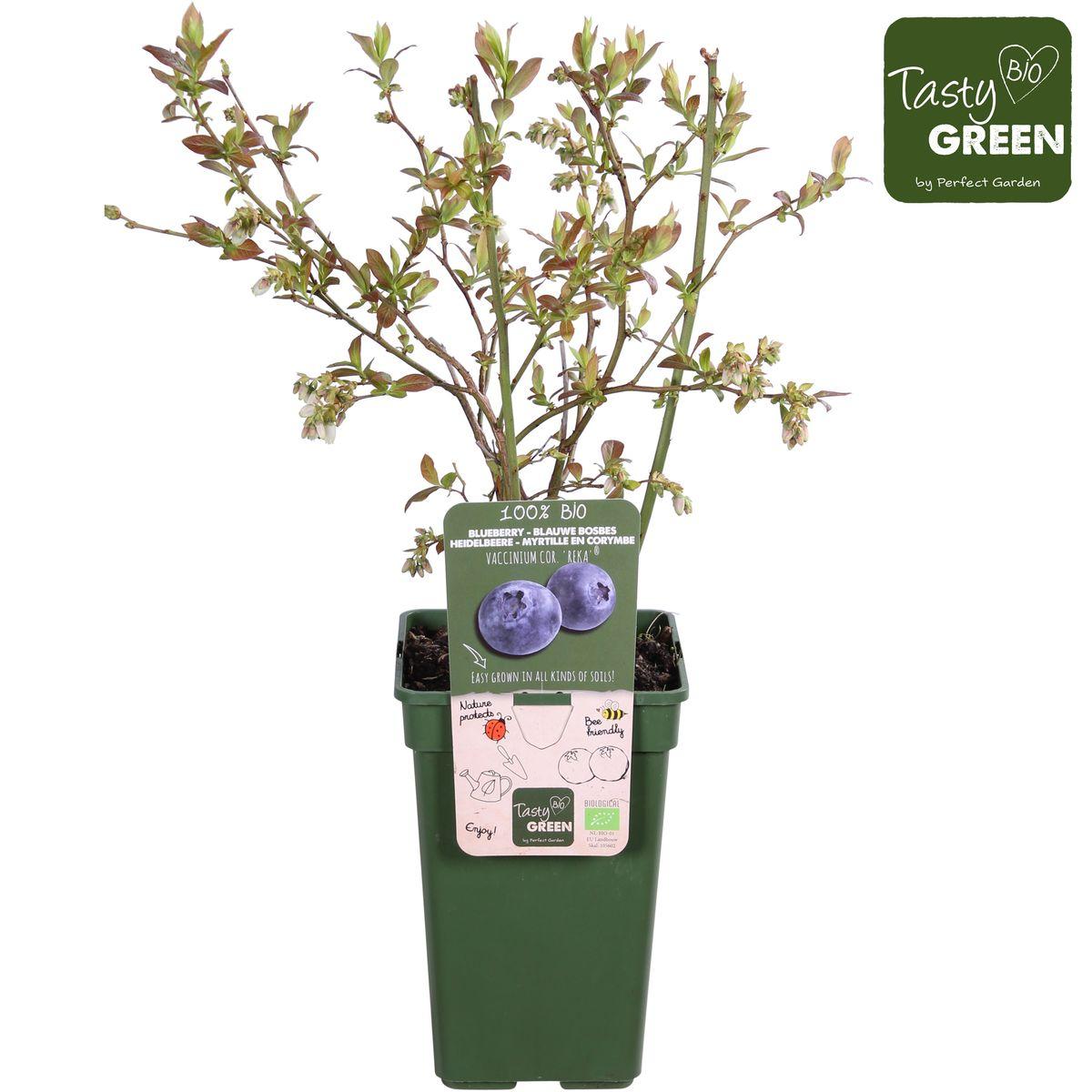 Vaccinium corymbosum 'Reka' - ↨45cm - Ø13