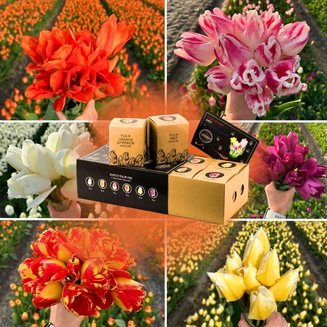 Tulpen - Dutch Tulpen Mix - Luxusbox groß, 90 Blumenzwiebeln für 2,5 qm Blumenpracht - Gr��e 12+