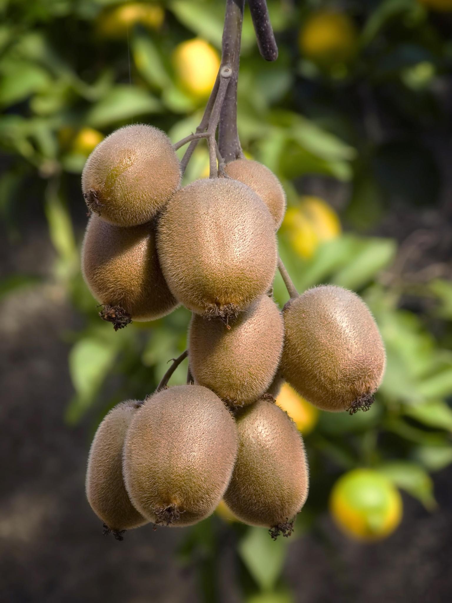 Kiwipflanze Jenny - Actinidia delciosioa 'Jenny' - ↨45cm - Ø13