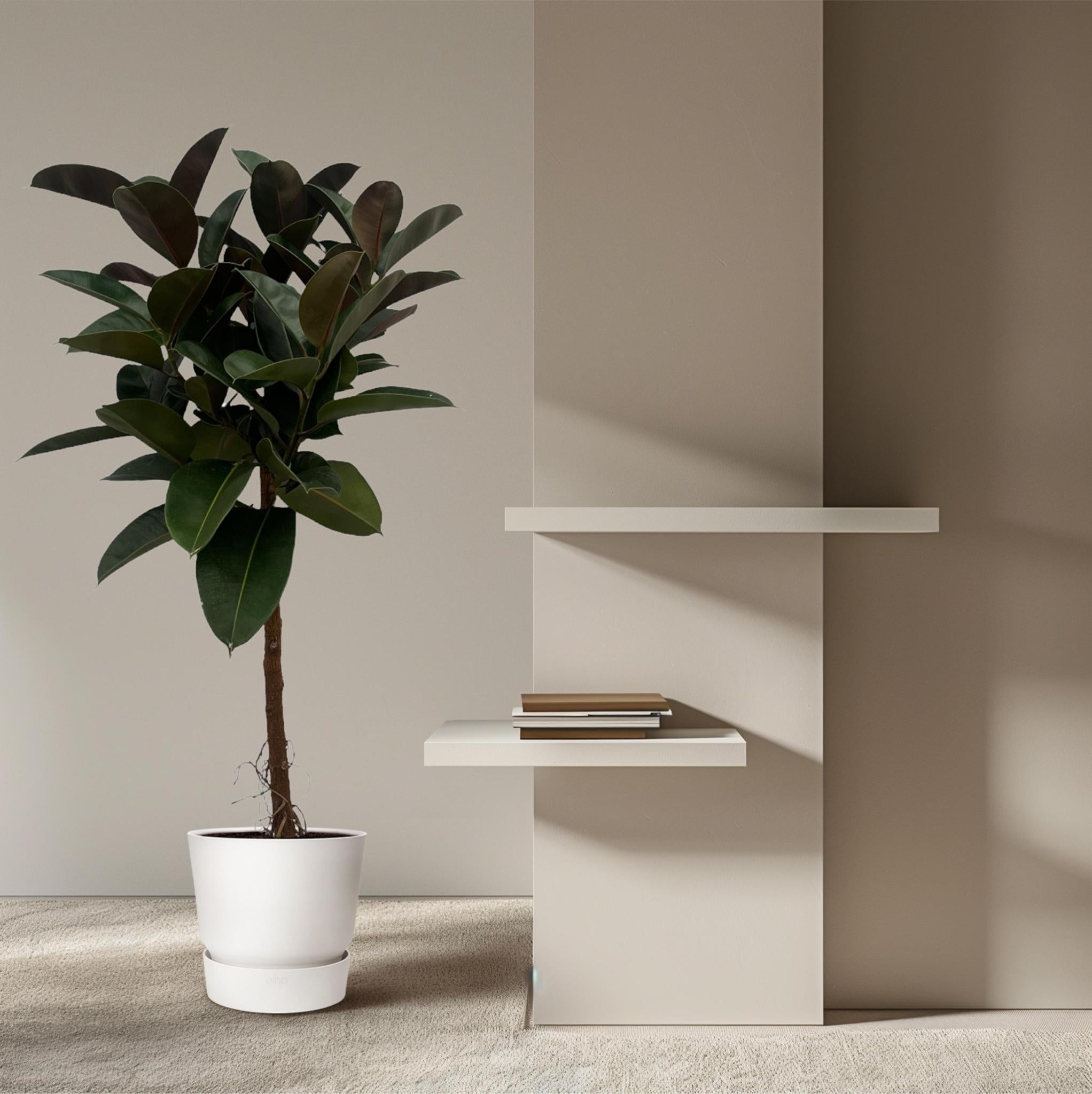 Gummibaum Ficus Elastica Robusta mit stamm - 140 cm - Ø32cm