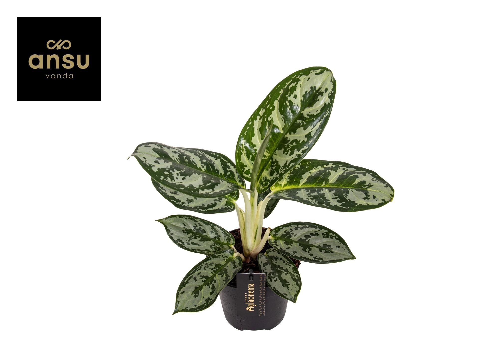 Aglaonema Amazon Zilver - Ø12cm - ↕30cm