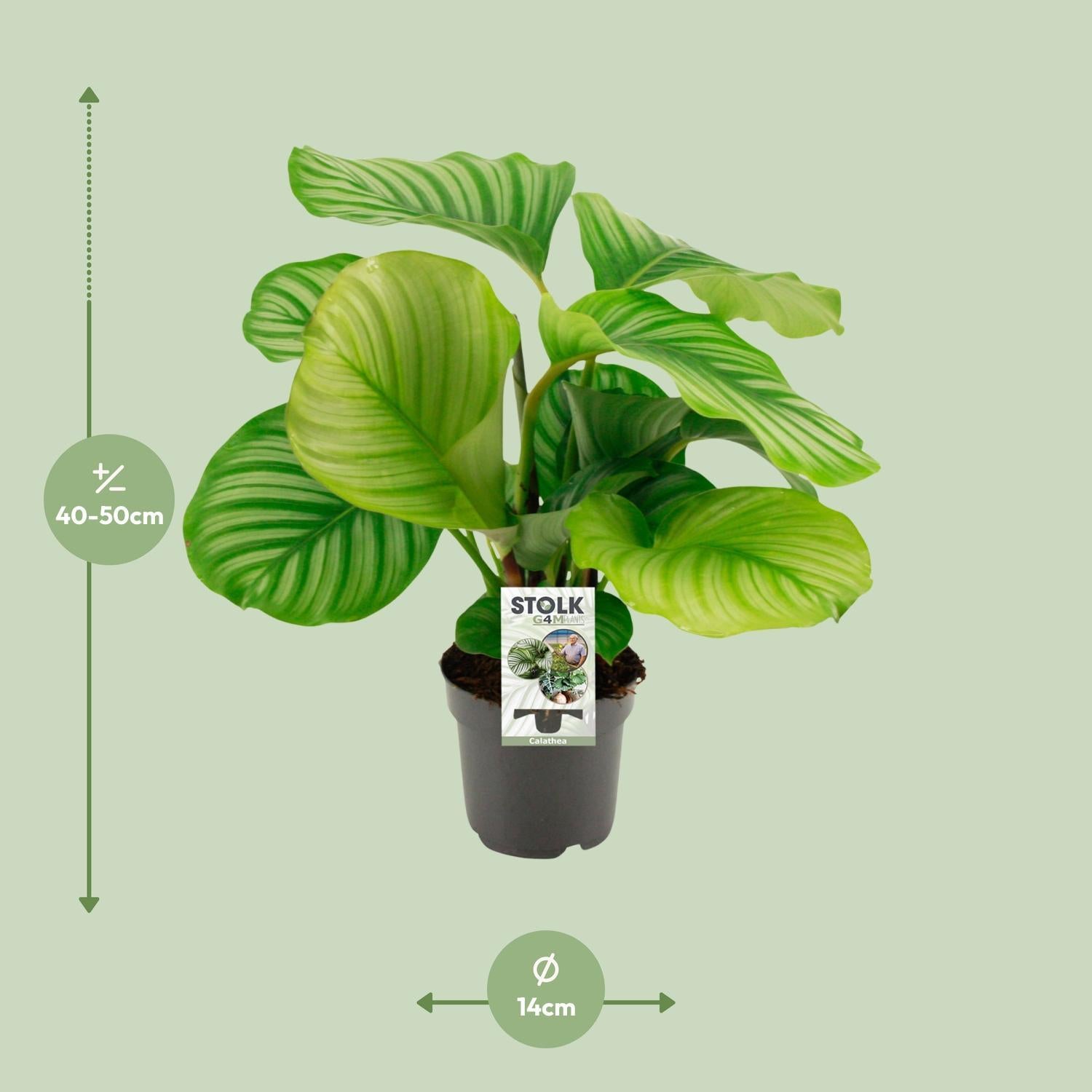 Gebetspflanze -  Calathea Orbifolia - 50cm - ø14