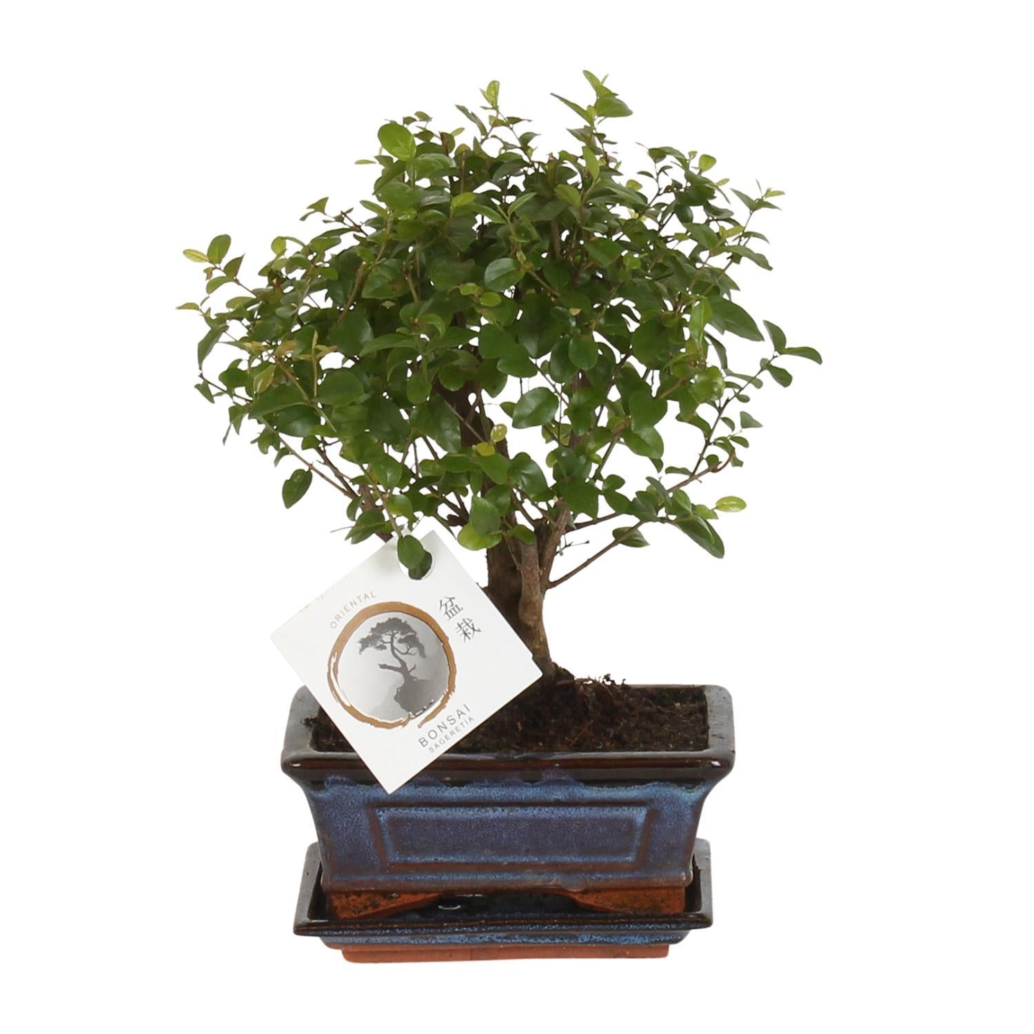 Bonsai Baum - Bonsai Bol Vorm - Ø15cm - ↕30cm