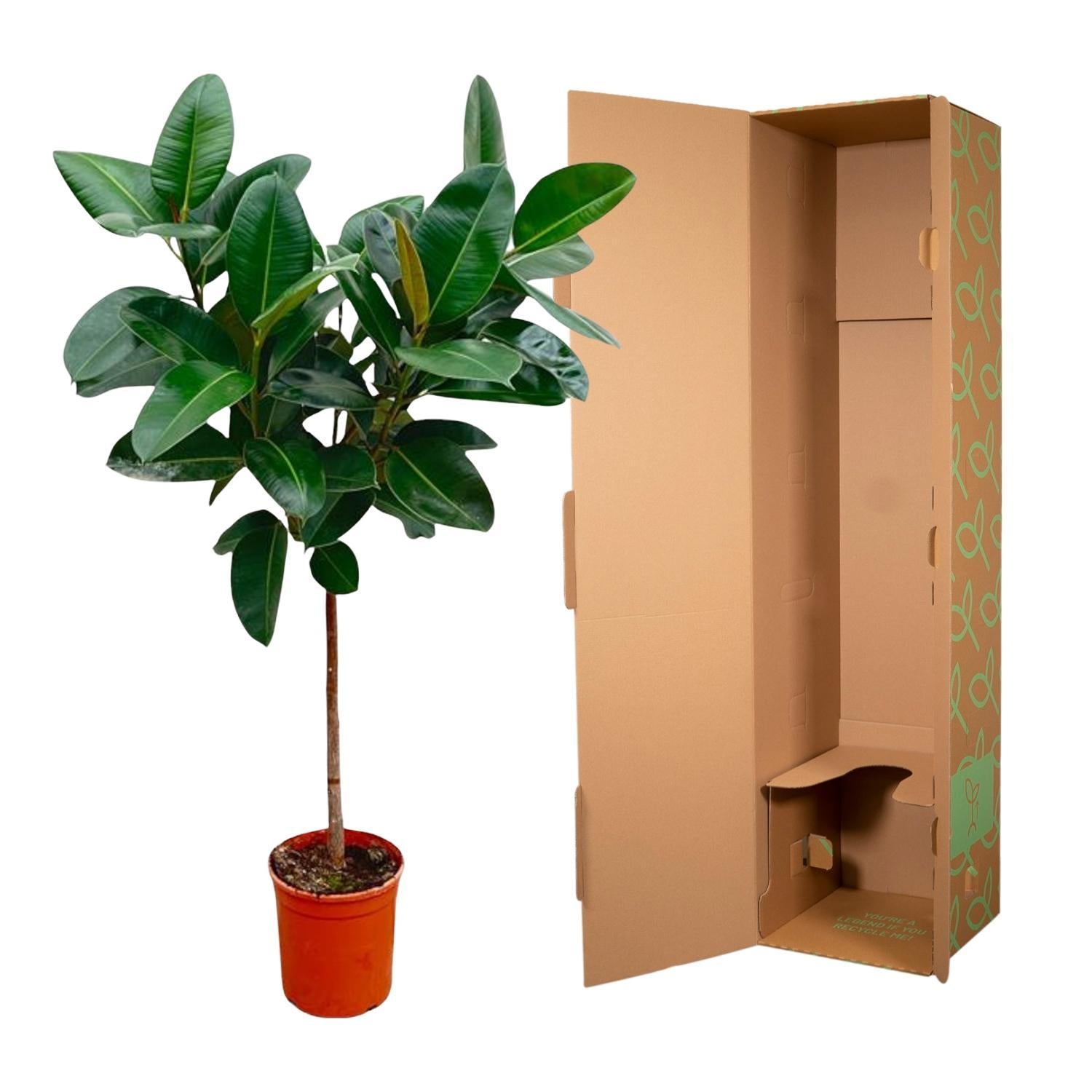 Gummibaum Ficus Elastica Robusta mit Stamm - 130 cm - ø24