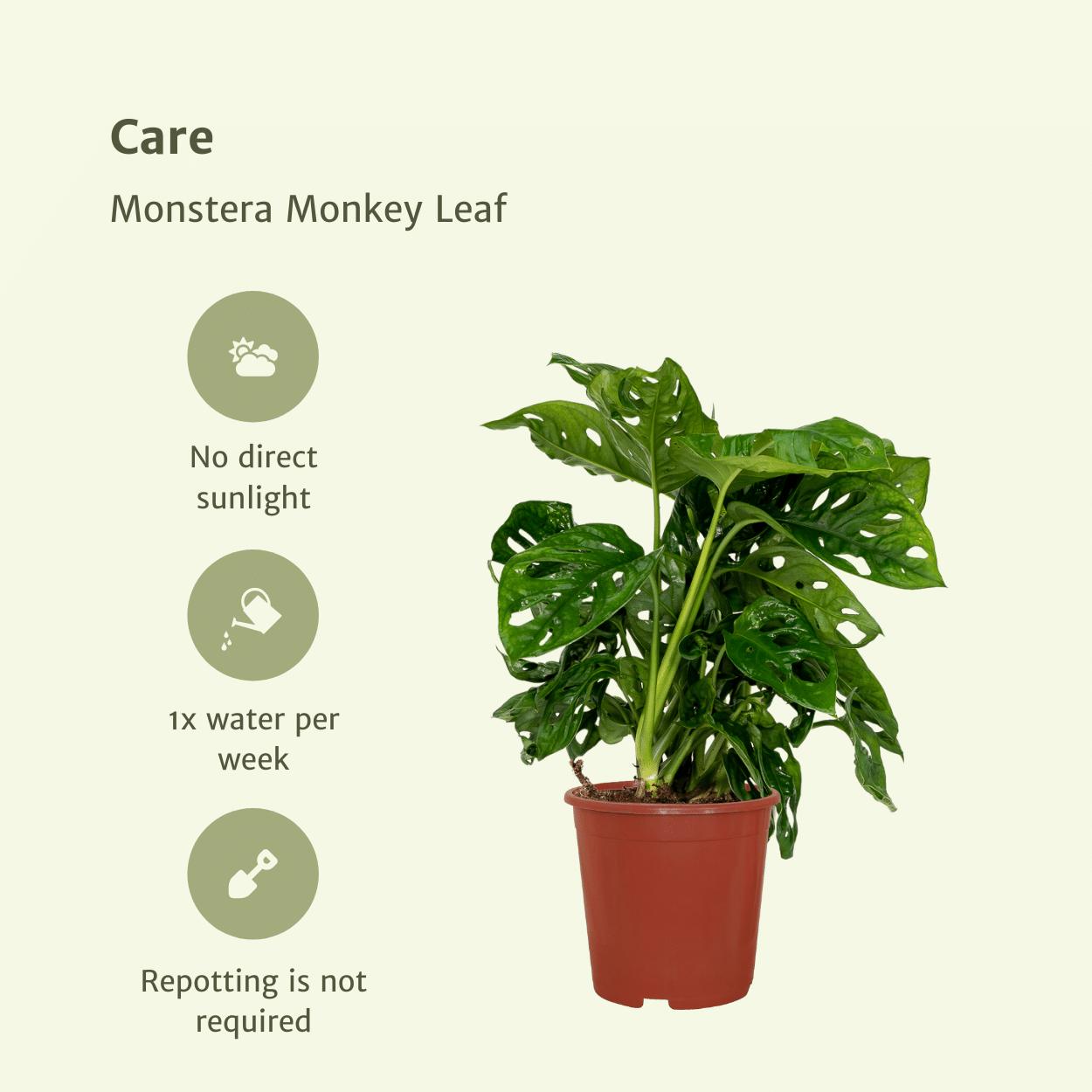 2x Monstera Monkey Leaf - gatenplant - 30cm - ø12