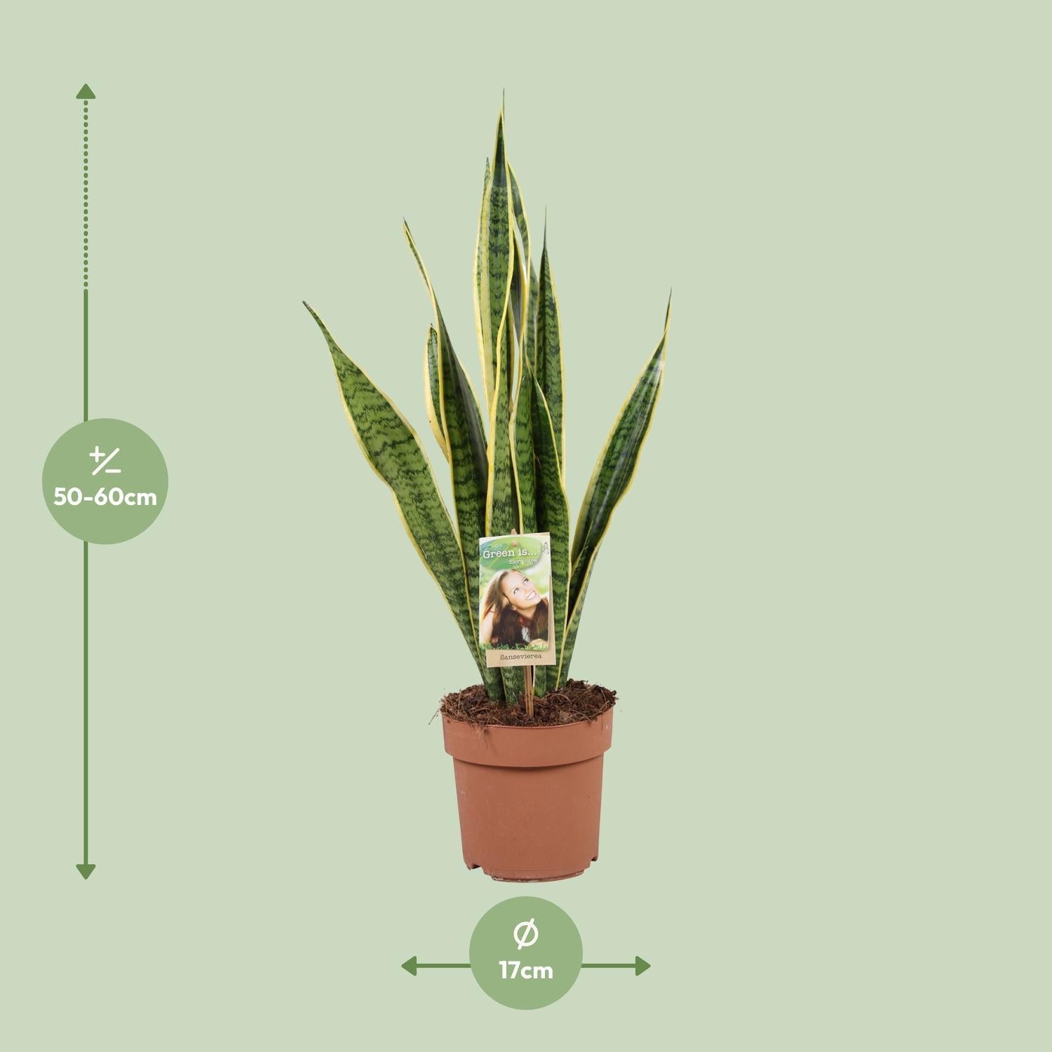 Sansevieria Trifasciata Laurentii - Ø17cm - ↕60cm