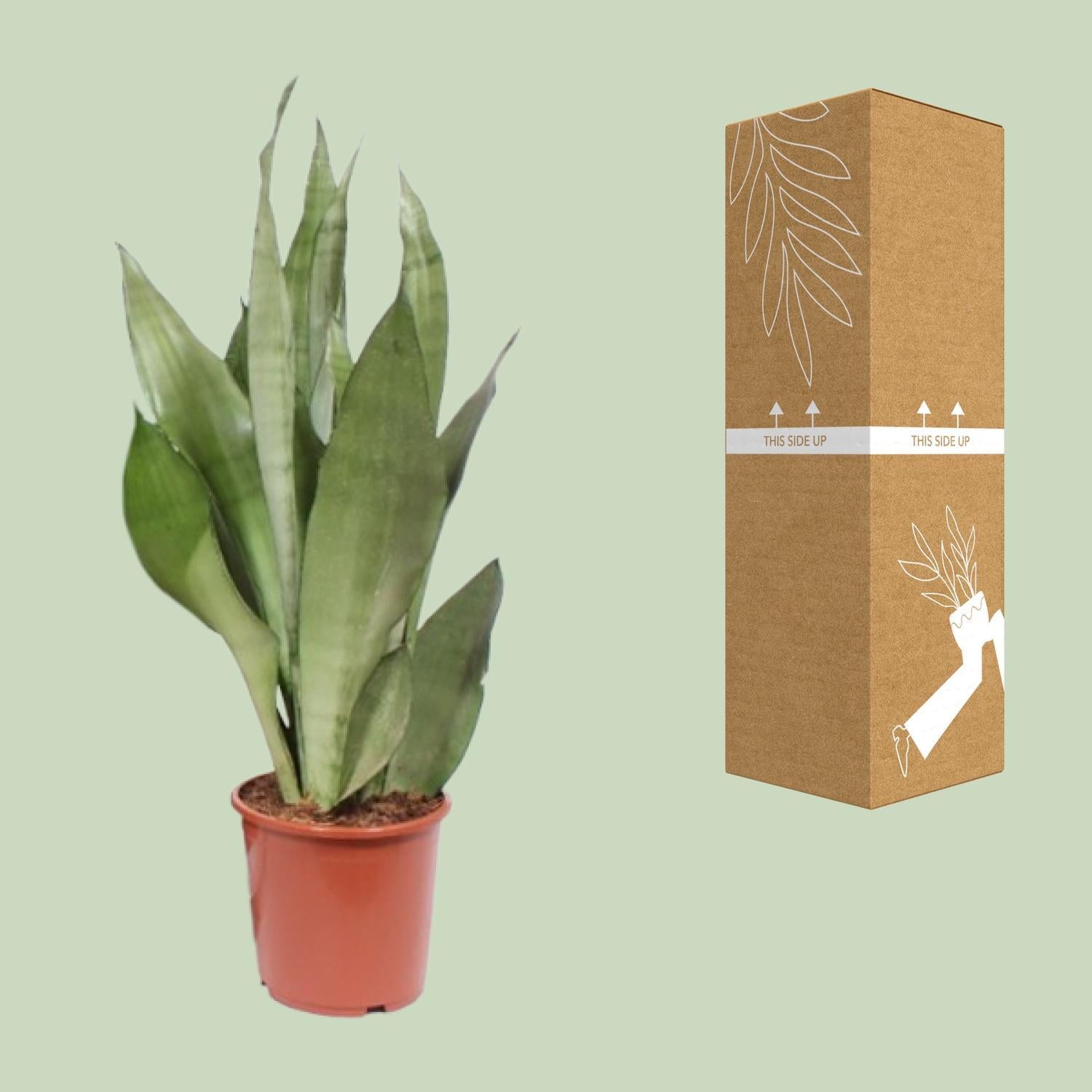 Sansevieria Maneschijn - Ø17cm - ↕60cm