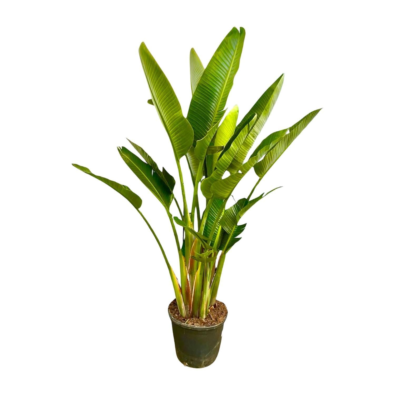 Strelitzia Augusta multistam XXL - 225 cm - ø40