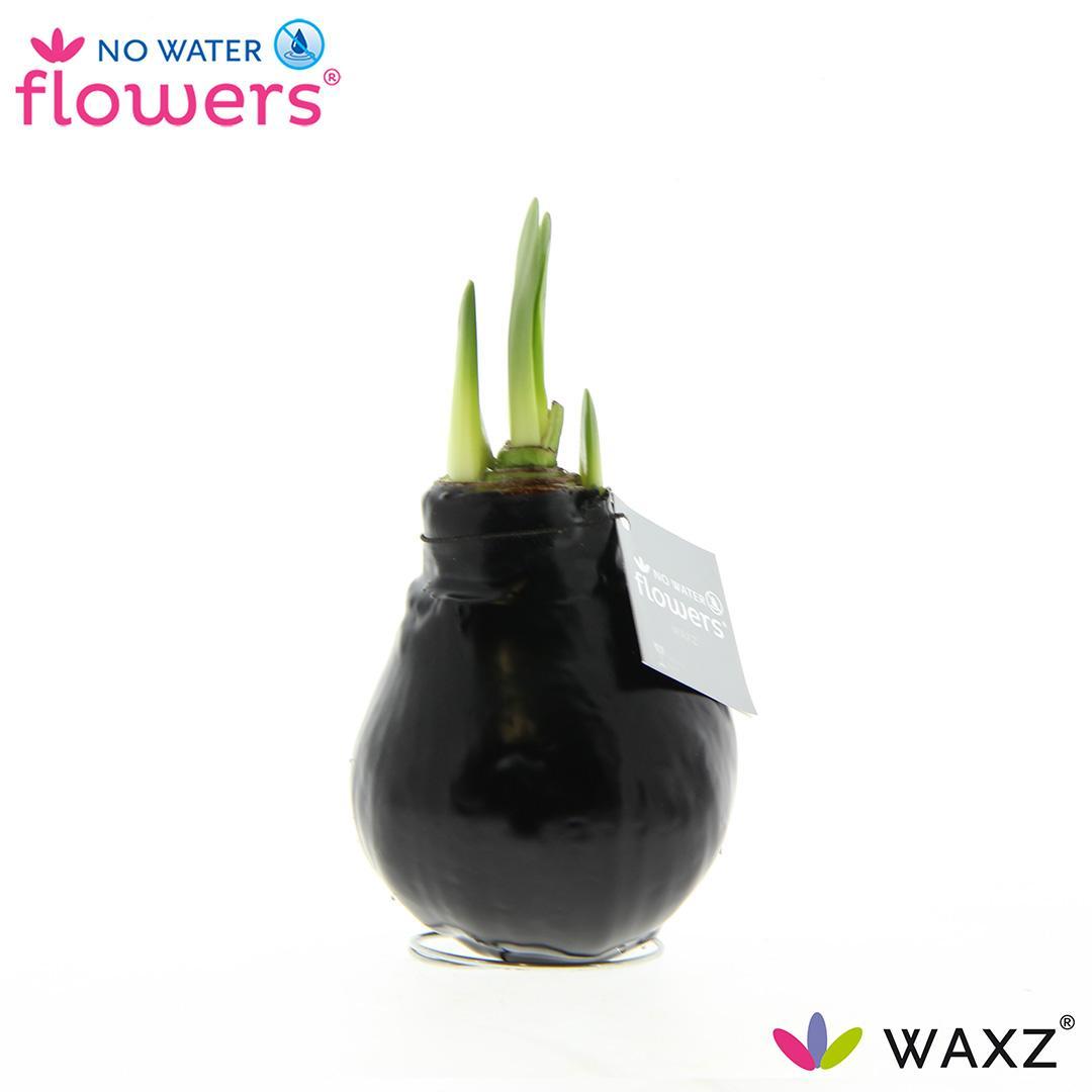 No Water Flowers Waxz® Black - ↕15cm