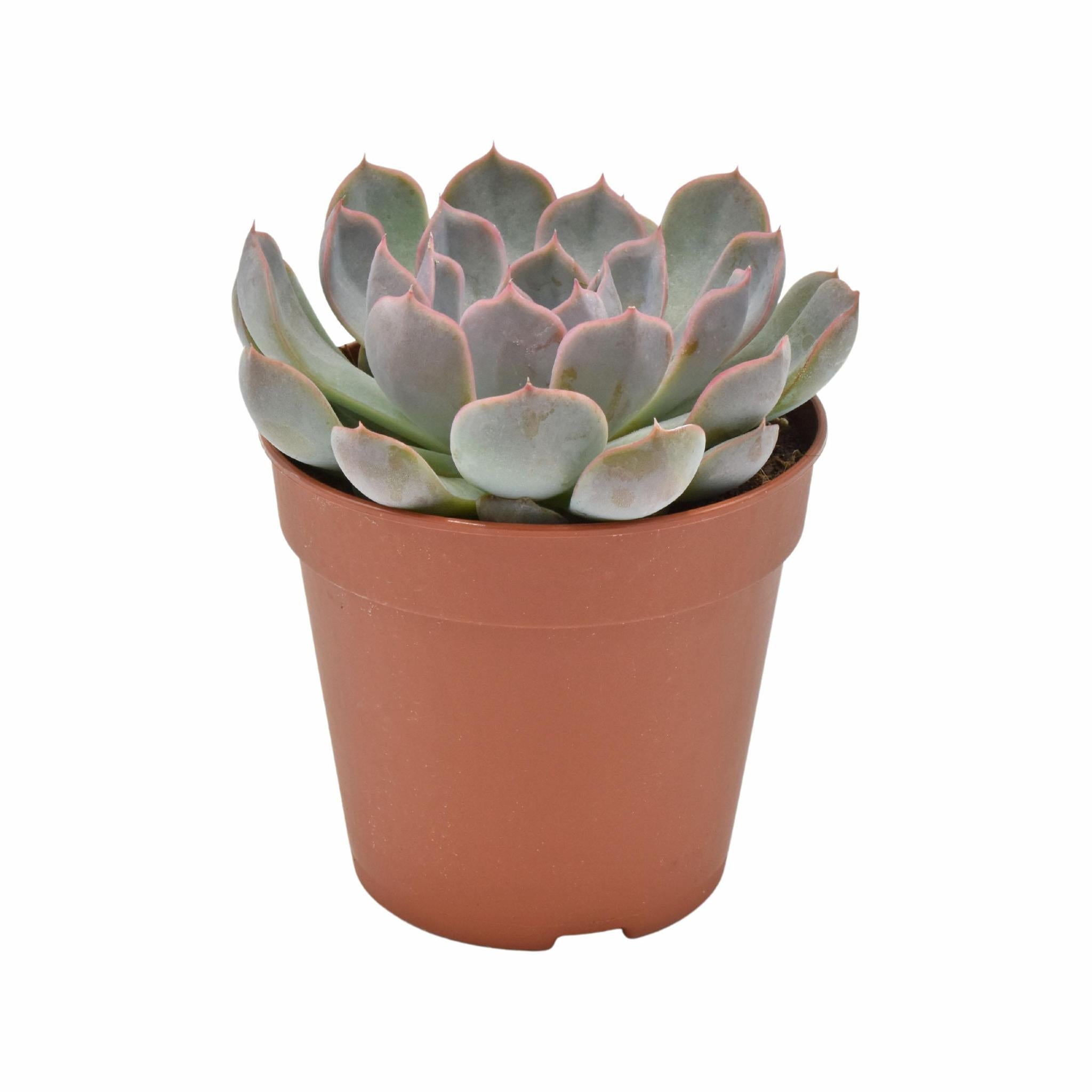 Echeveria Menina - Ø12 ↕15