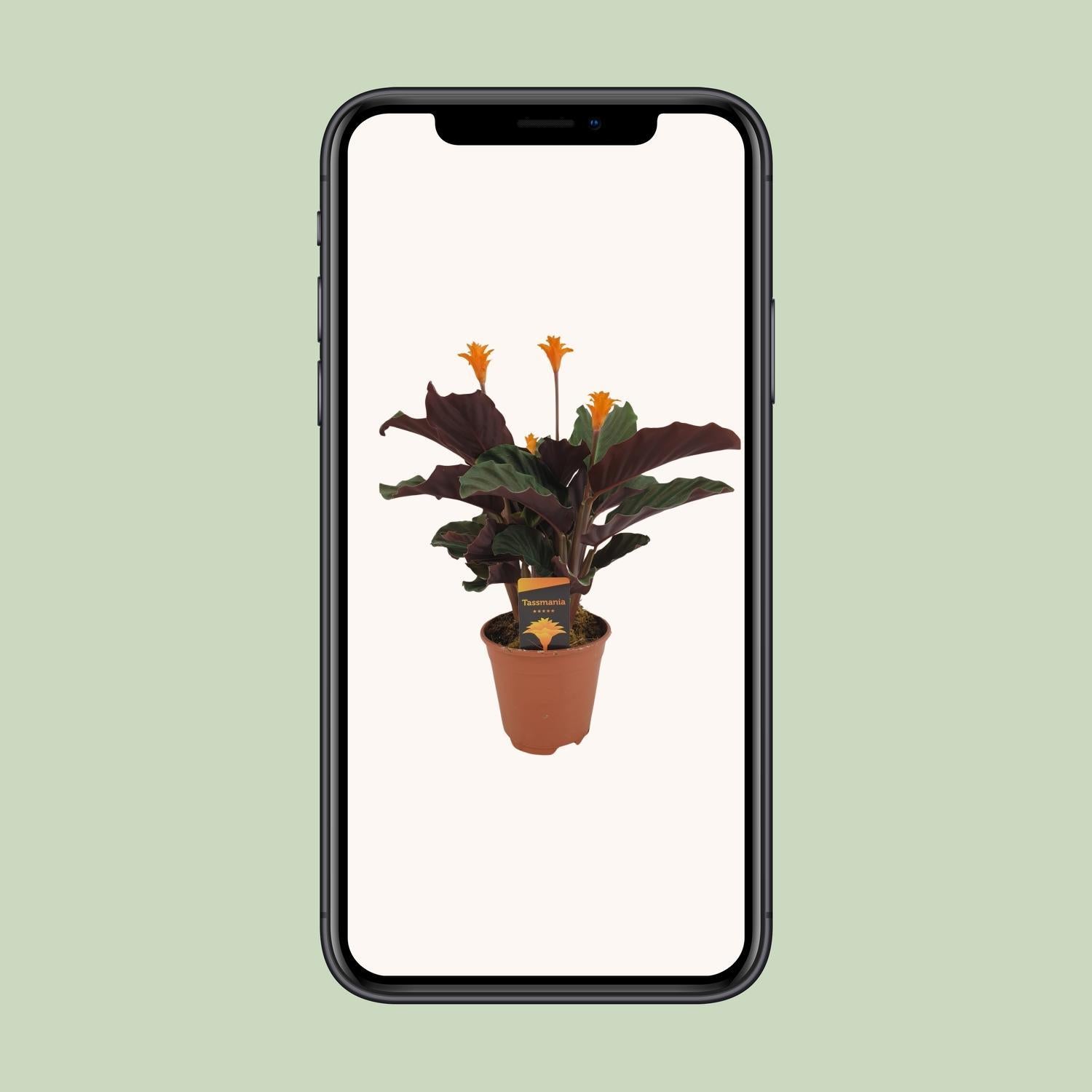 Flammendes Käthchen - Calathea Crocata - Ø14cm - ↕40cm