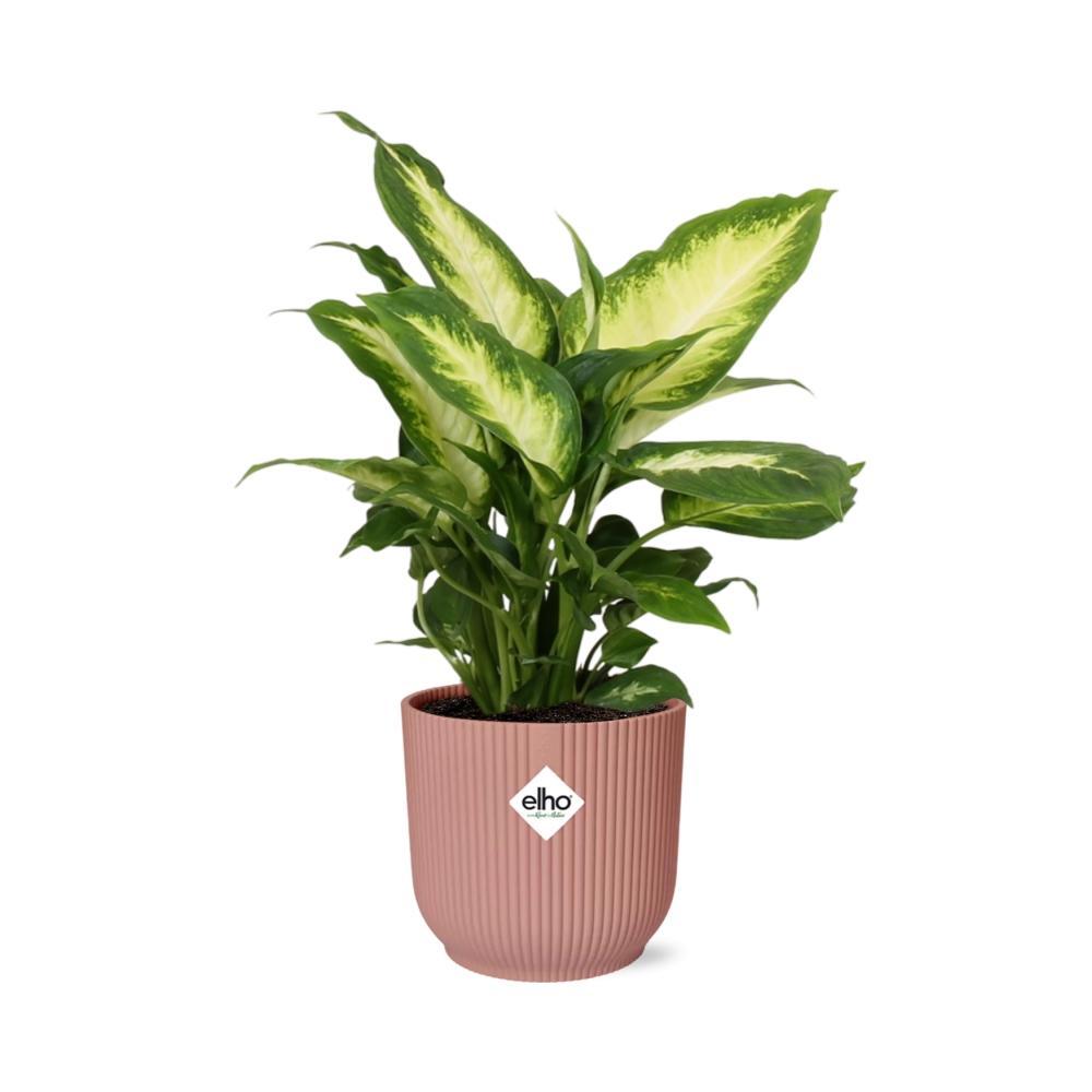 Dieffenbachia Camilla in ELHO Vibes Fold Topf 14cm rosa