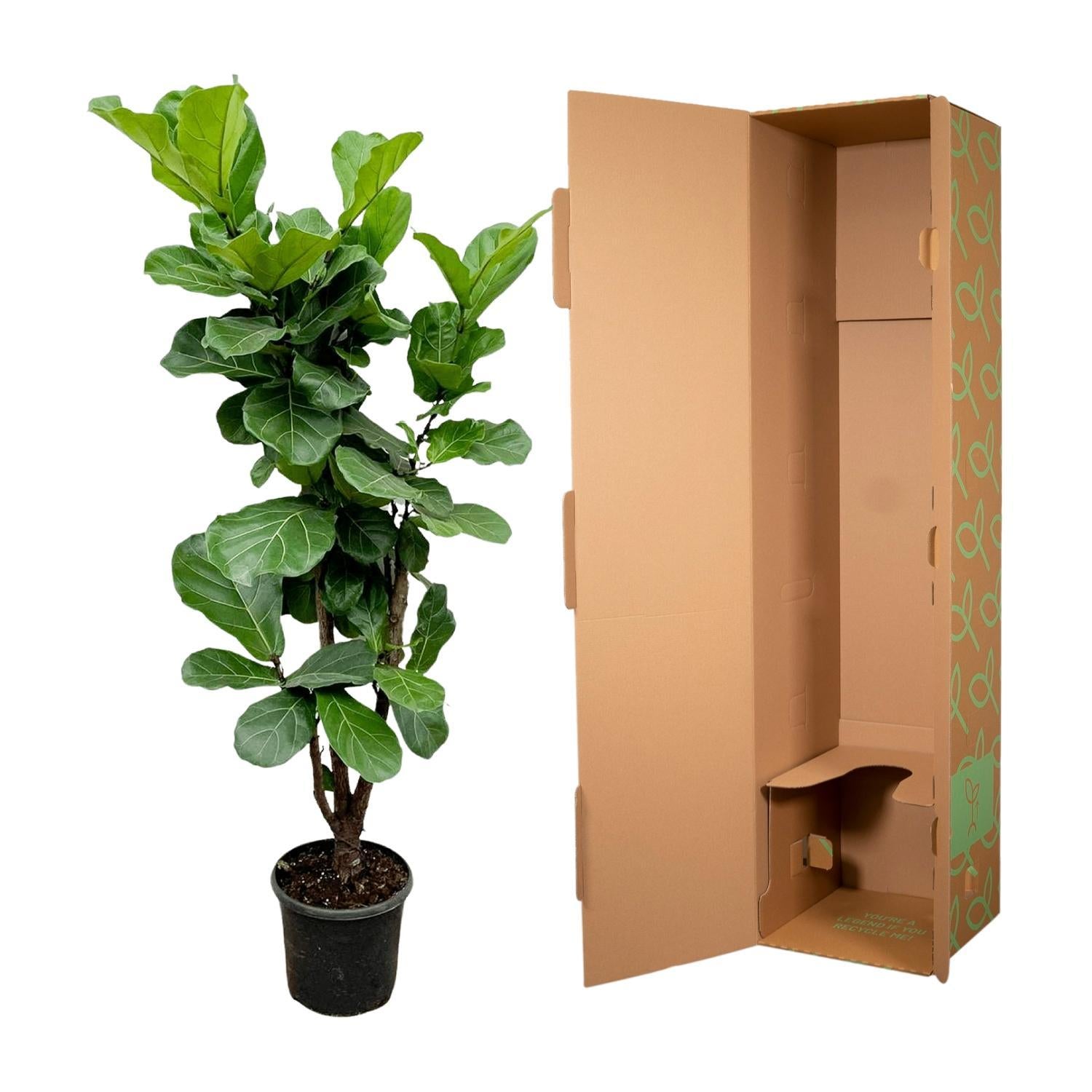 Geigenfeige - Ficus Lyrata - 180cm - ⌀30