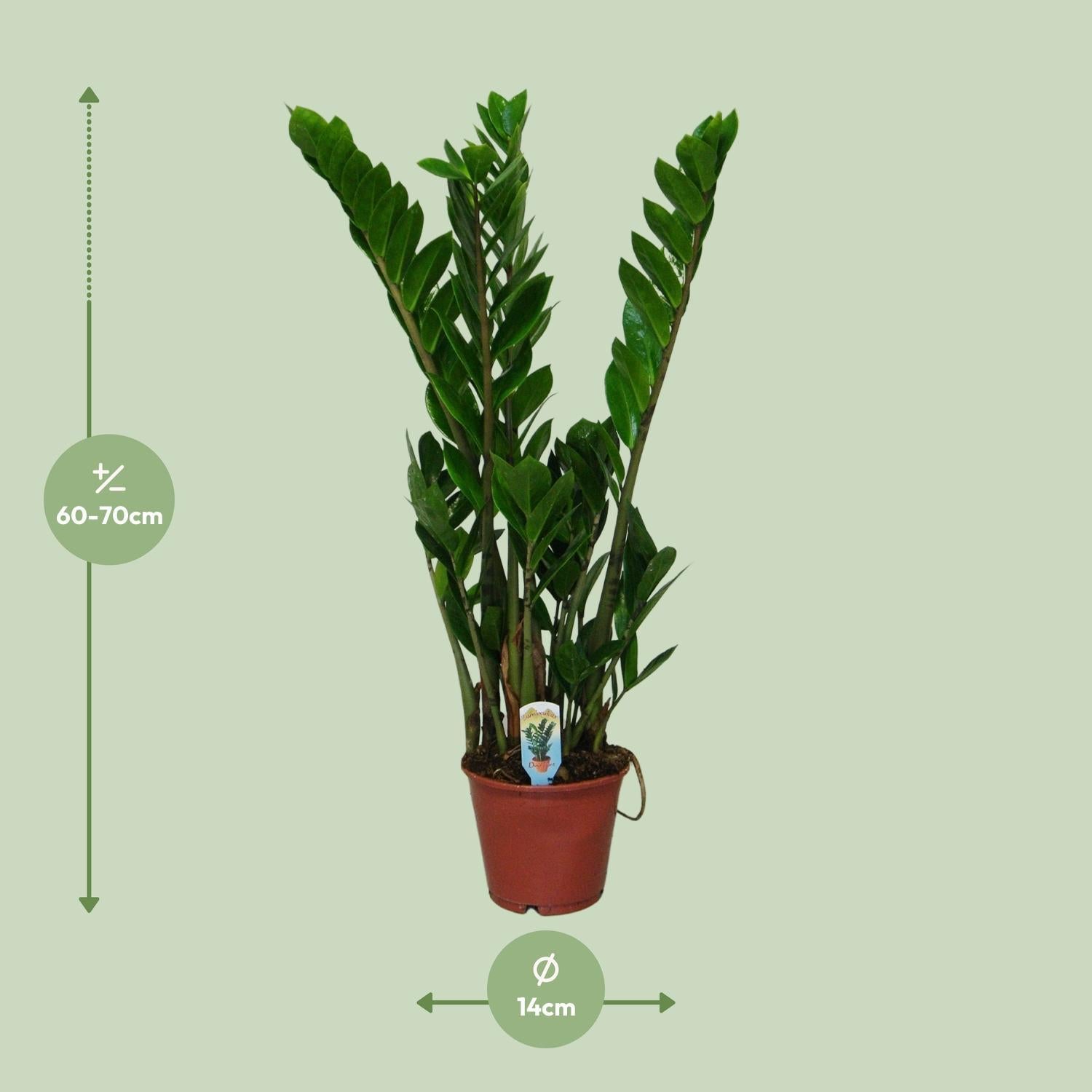 Smaragdpalme - Glücksfeder - Zamioculcas Zamiifolia - Ø14cm - ↕50cm