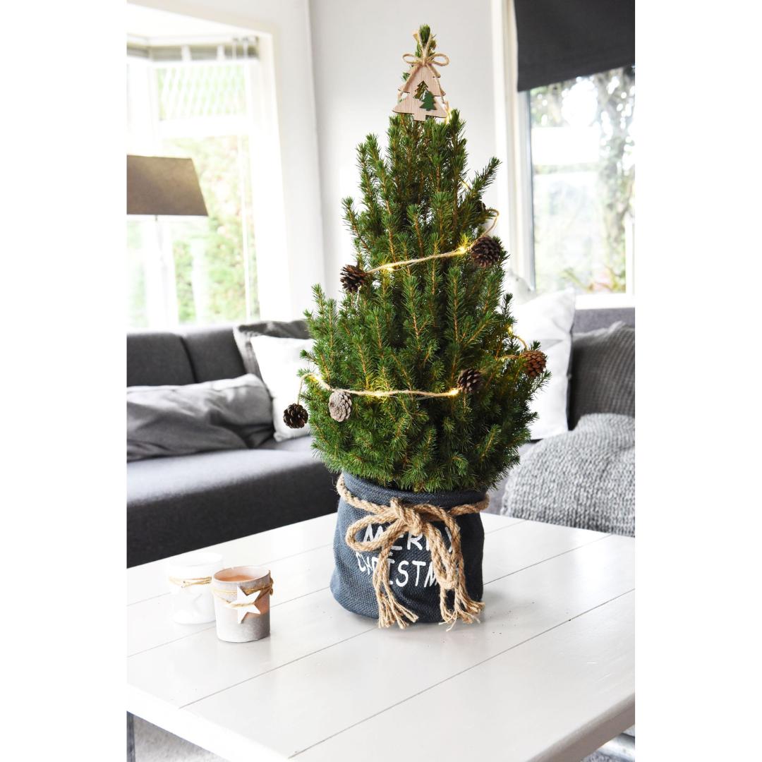 Kleiner Weihnachtsbaum in Xmas Sack blau - 70 cm - Picea Glauca Conica - inklusive Sternenbeleuchtung und Batterien