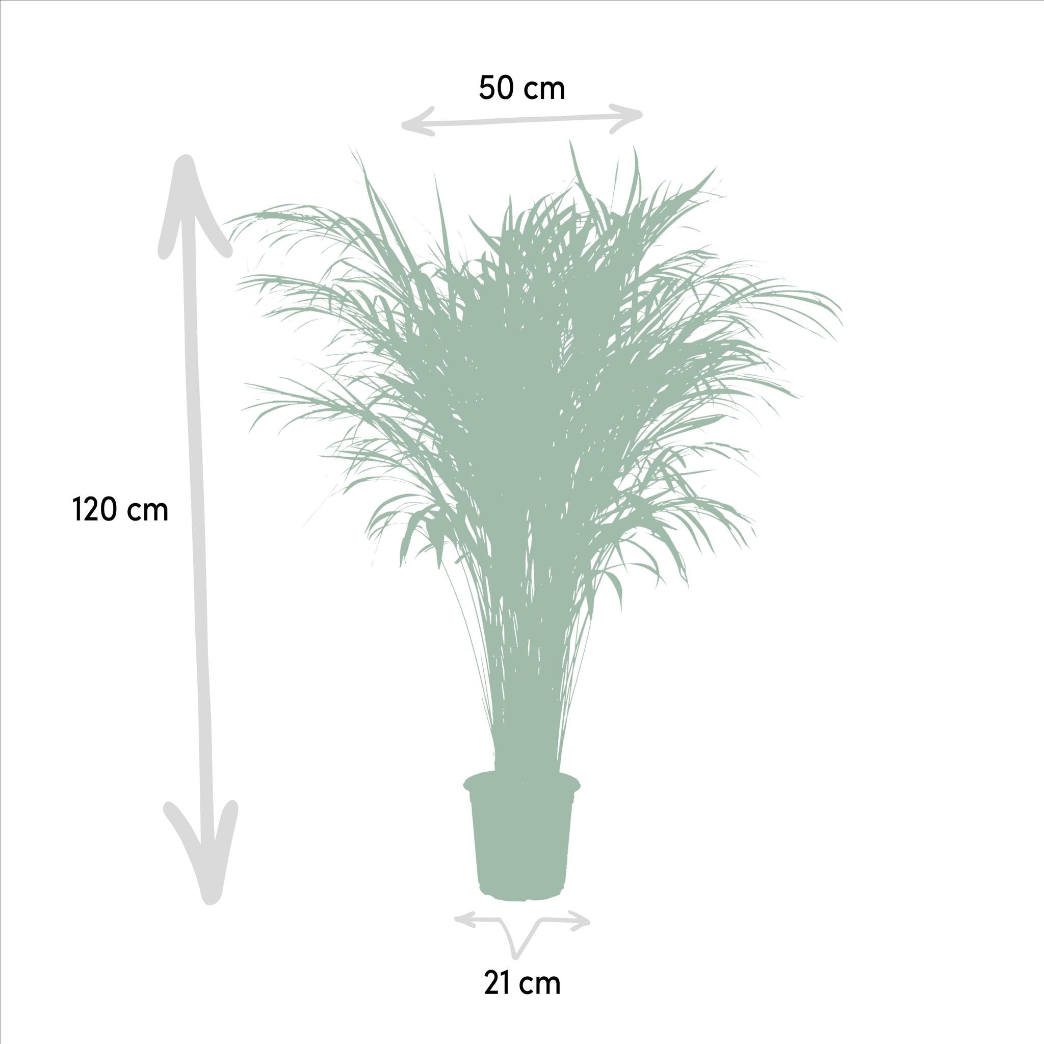 Arecapalme Dypsis lutescens - Ø21cm - ↕110cm