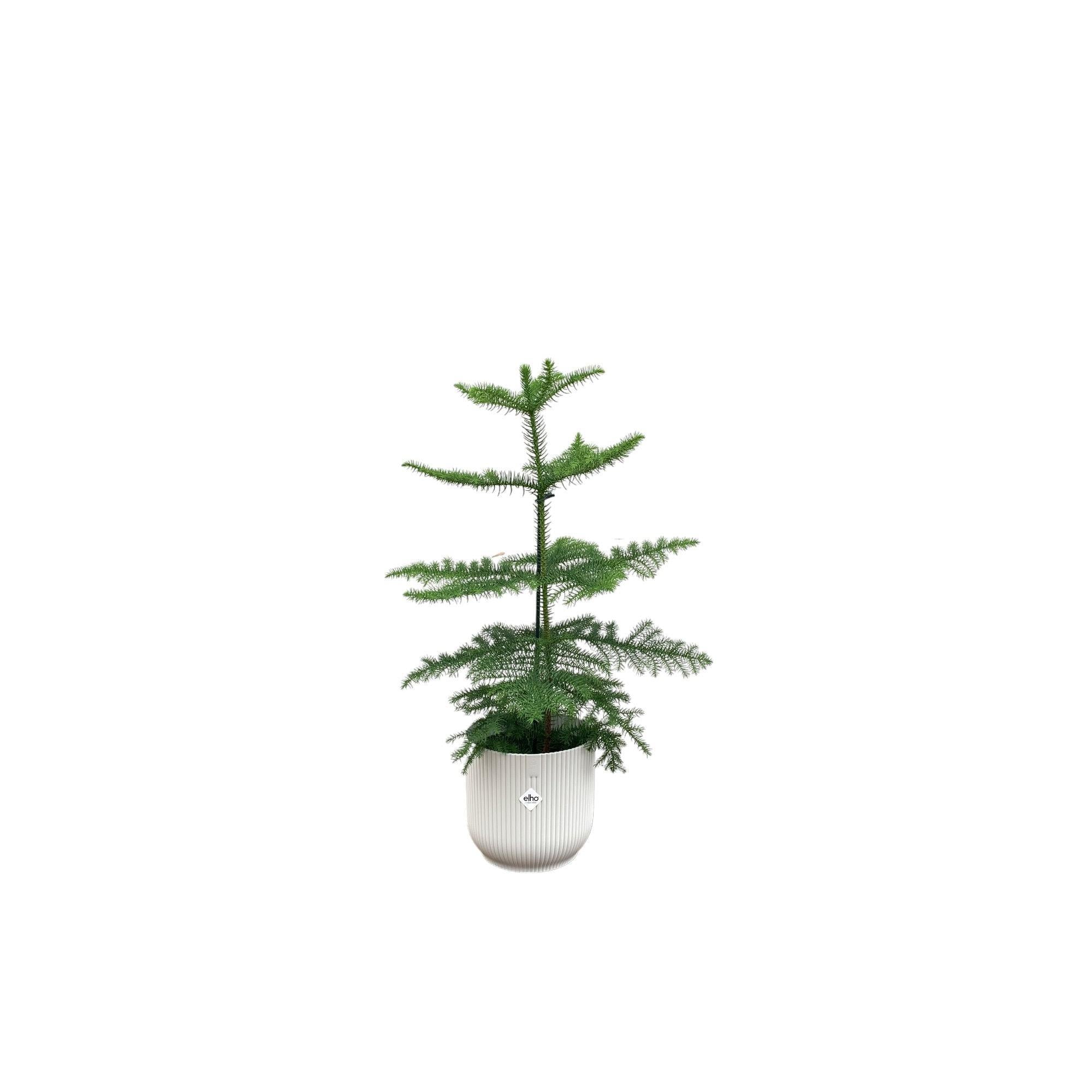 Araucaria (kamerden) inclusief elho Vibes Fold Round Topf weiß Ø18 - 60 cm