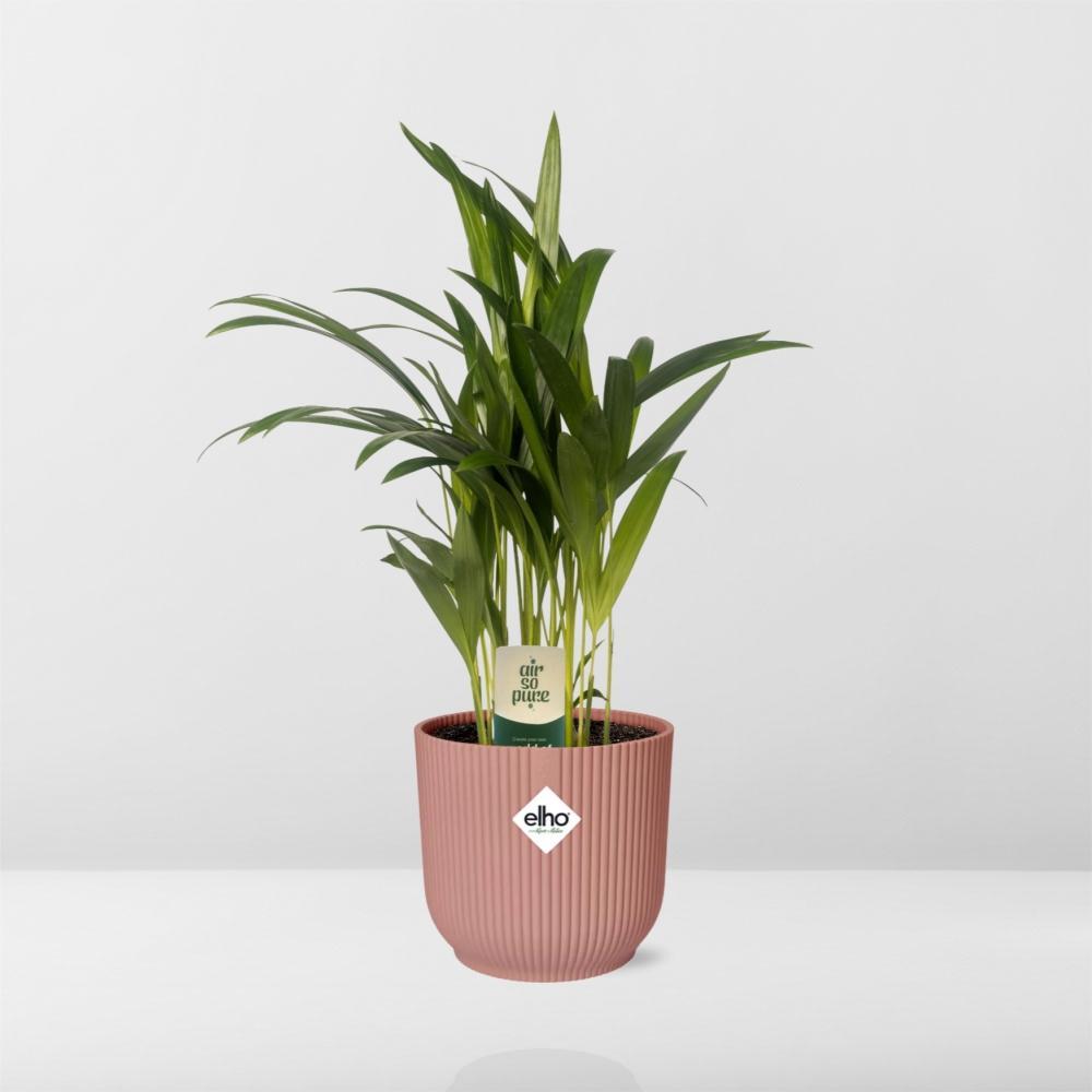 Arecapalme Dypsis Lutescens - 12cm in ELHO Vibes Topf Fold 14cm rosa